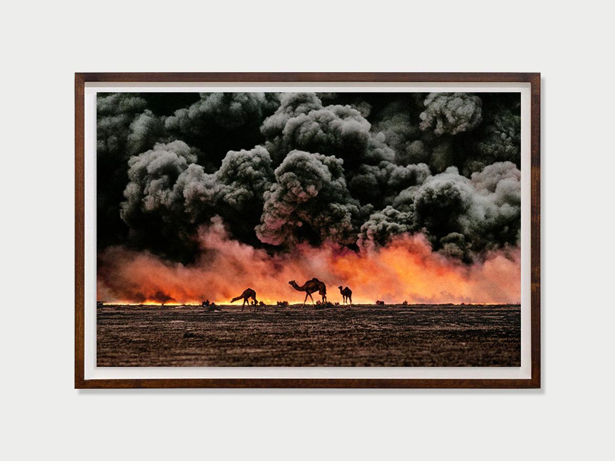 Cammello e campi petroliferi, Al Ahmadi, Kuwait, 1991 - Steve McCurry in vendita 1