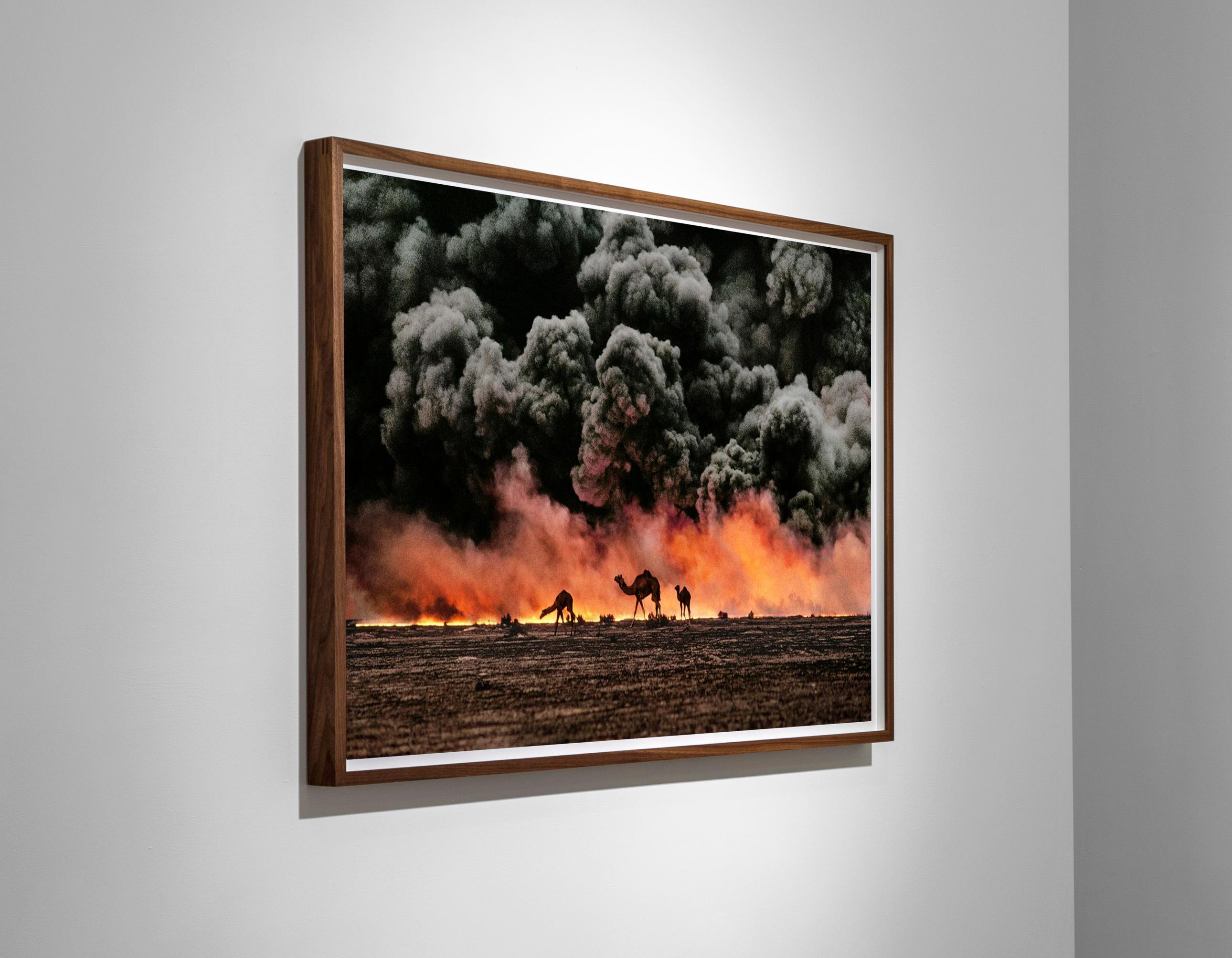Camel et terrains d'huile, Al Ahmadi, Kuwait, 1991, Steve McCurry en vente 2