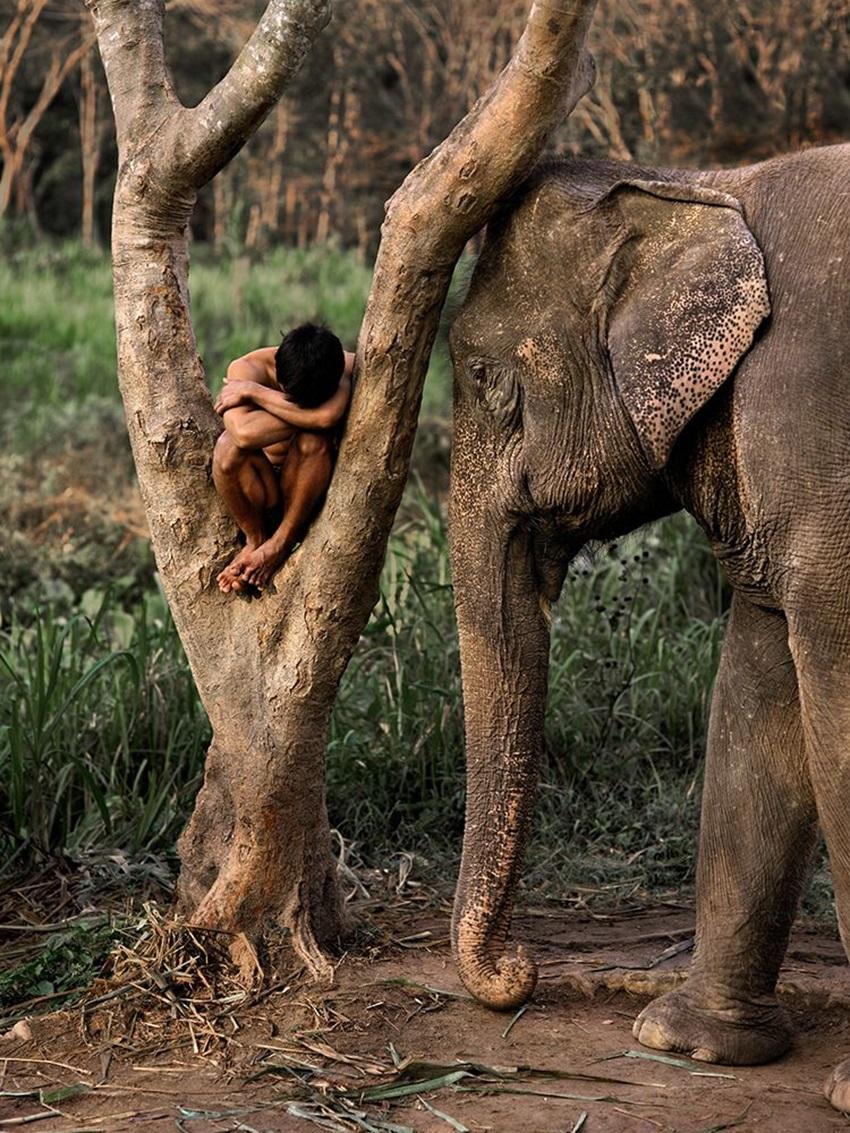 Steve McCurry Color Photograph - Mahout and His Elephant, Chiang Mai, Thailand