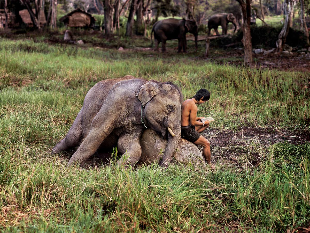 Mahout Reads with his Elephant von Steve McCurry zeigt einen Mann und einen Elefanten, die auf einer Wiese sitzen. Der Mann sitzt auf einem Felsen, während er sein Buch liest, und der Elefant sitzt hinter ihm und lehnt seinen Körper an den