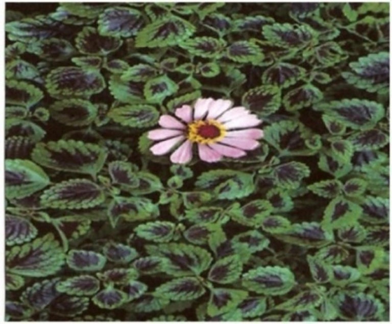Steve McCurry Color Photograph -  Monsoon Flora, 1985 