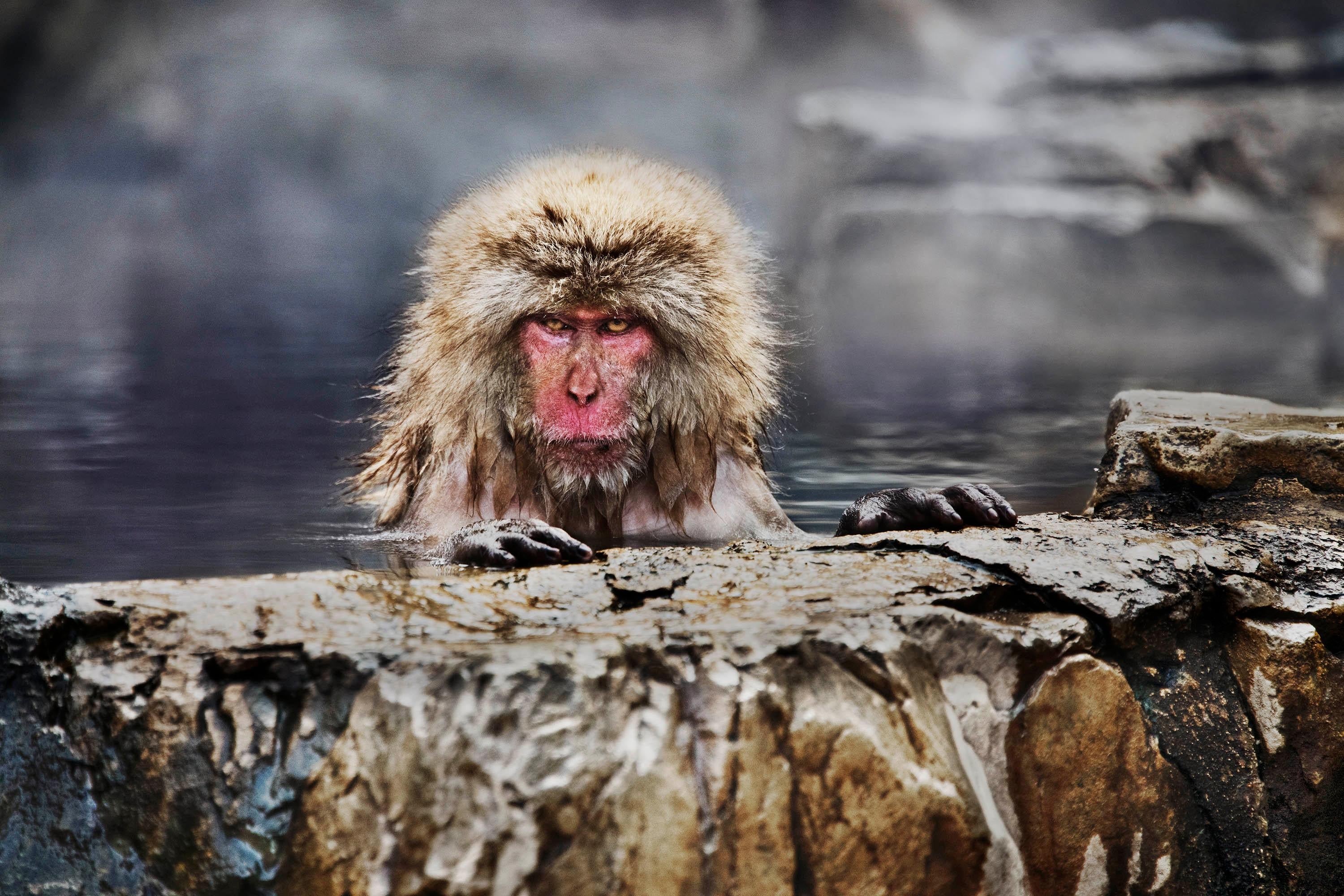 Steve McCurry Color Photograph - Snow Monkey in Jigokudani, Yaen-koen Park, Japan