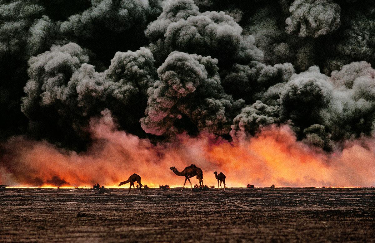 Steve McCurry Color Photograph – Foto von Kamelen vor einem leuchtend orangefarbenen Ölfeuer in Kuwait