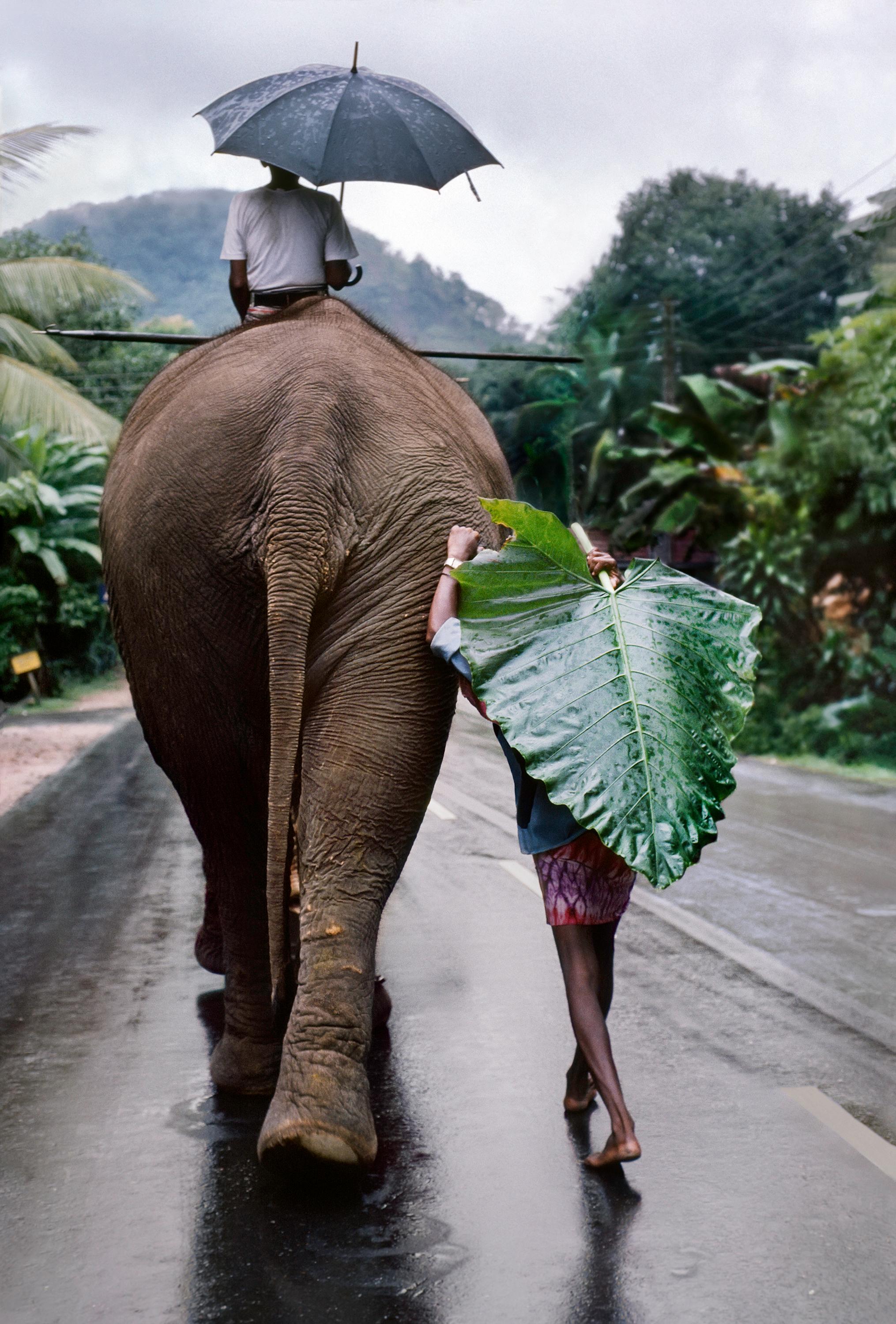 Un jeune homme marche derrière un éléphant, Sri Lanka, 1995 - Steve McCurry
Signé et numéroté sur l'étiquette de l'édition du photographe au verso.
A.I.C.C. numérique
24 x 20 pouces 
Edition de 30

Egalement disponible en deux tailles plus grandes,