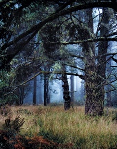 Landscape with Trees