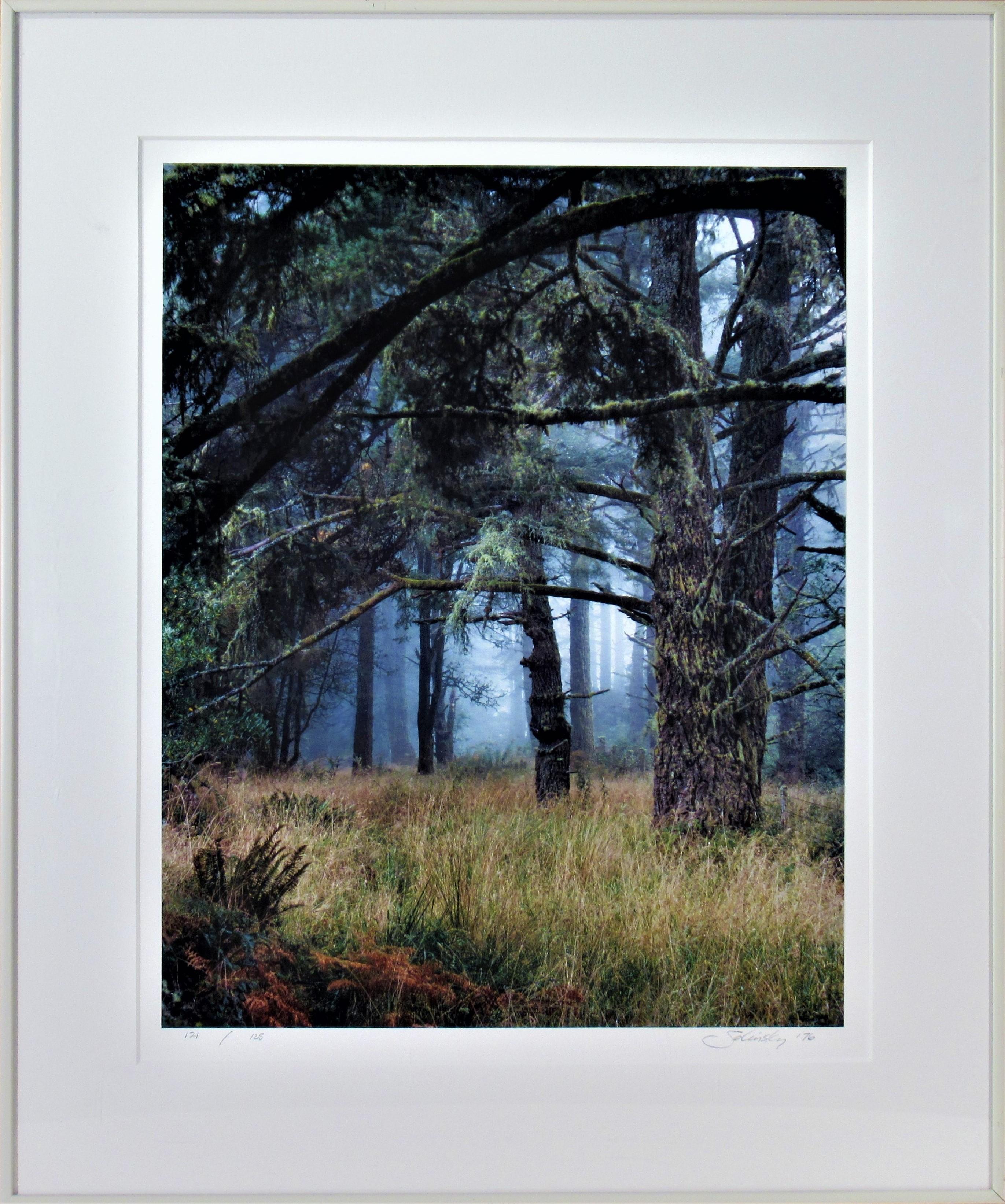 Steve Solinsky Color Photograph - Landscape with Trees