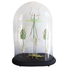 Stick insects Specimens in a 19th Century Globe