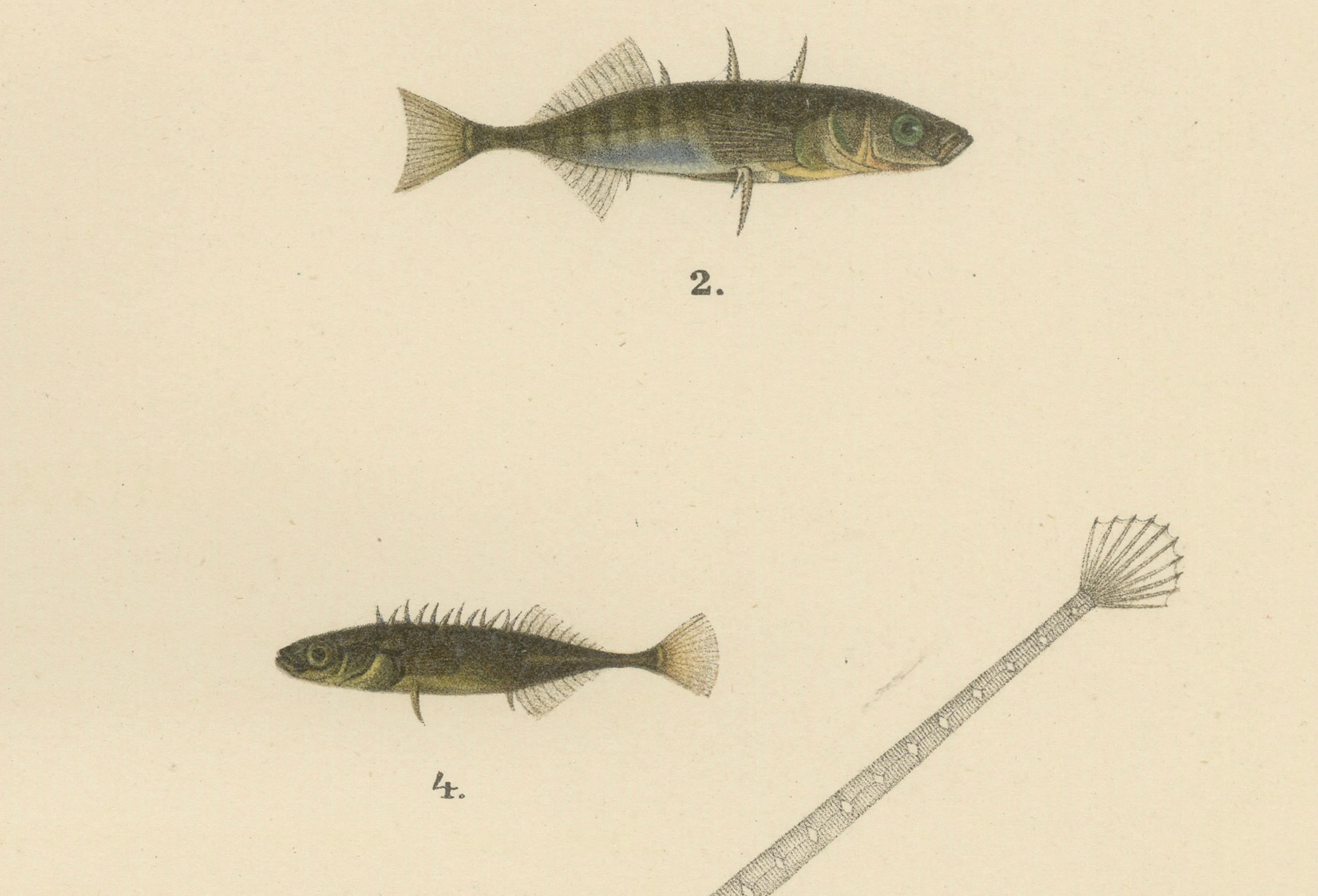 Stichlinge und Pfeifenfische - Anmutige und filigrane skandinavische Fischlithographie  

Diese exquisite Lithografie aus dem 19. Jahrhundert von *Skandinaviens Fiskar* zeigt eine faszinierende Reihe von kleinen, schlanken Fischarten aus