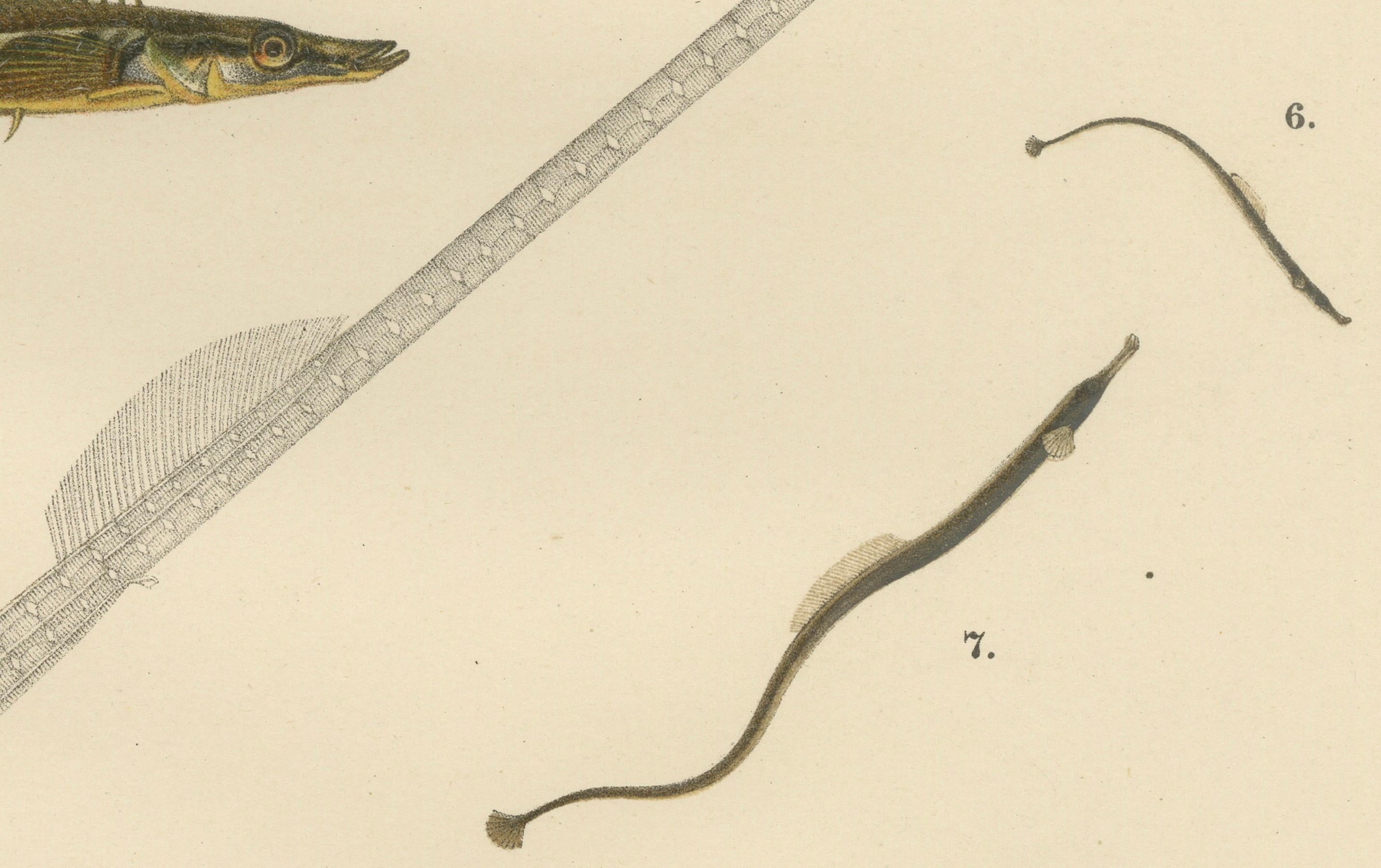 Sticklebacks and Pipefish – Anmutige und komplizierte skandinavische Fischlithographie mit Sticklebacks, 1895 im Zustand „Gut“ im Angebot in Langweer, NL