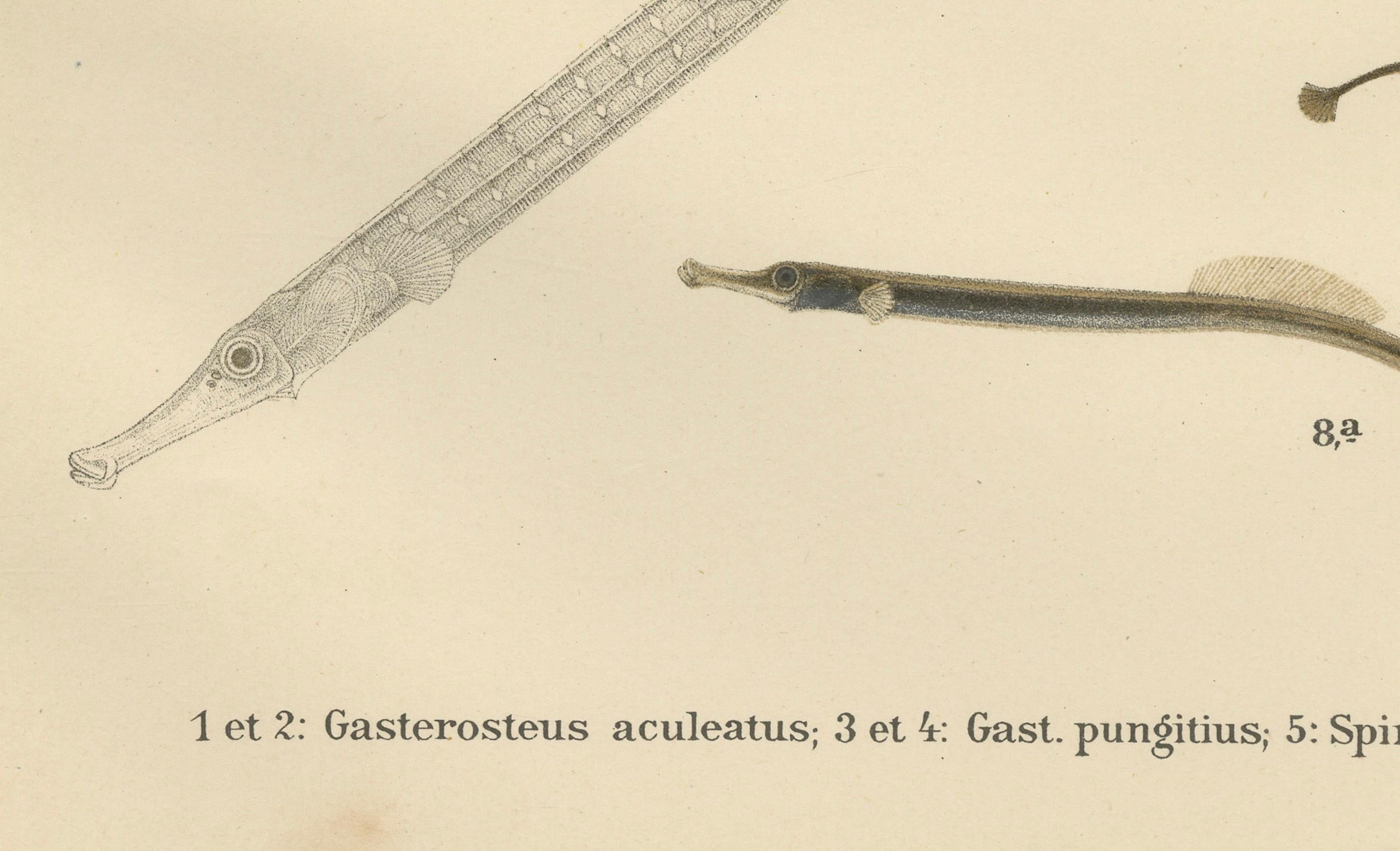 Sticklebacks and Pipefish – Anmutige und komplizierte skandinavische Fischlithographie mit Sticklebacks, 1895 (Spätes 19. Jahrhundert) im Angebot