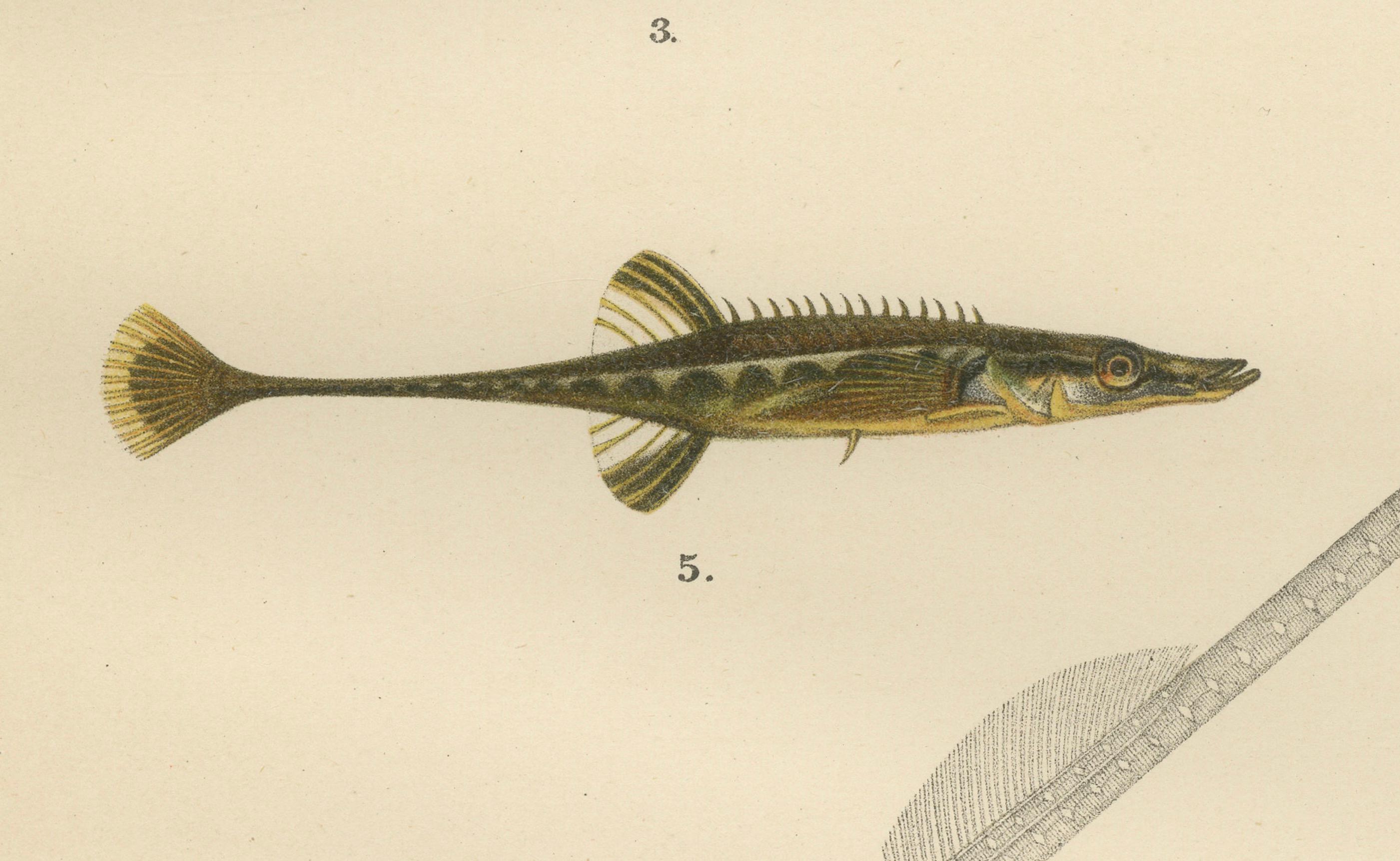 Sticklebacks and Pipefish – Anmutige und komplizierte skandinavische Fischlithographie mit Sticklebacks, 1895 (Papier) im Angebot
