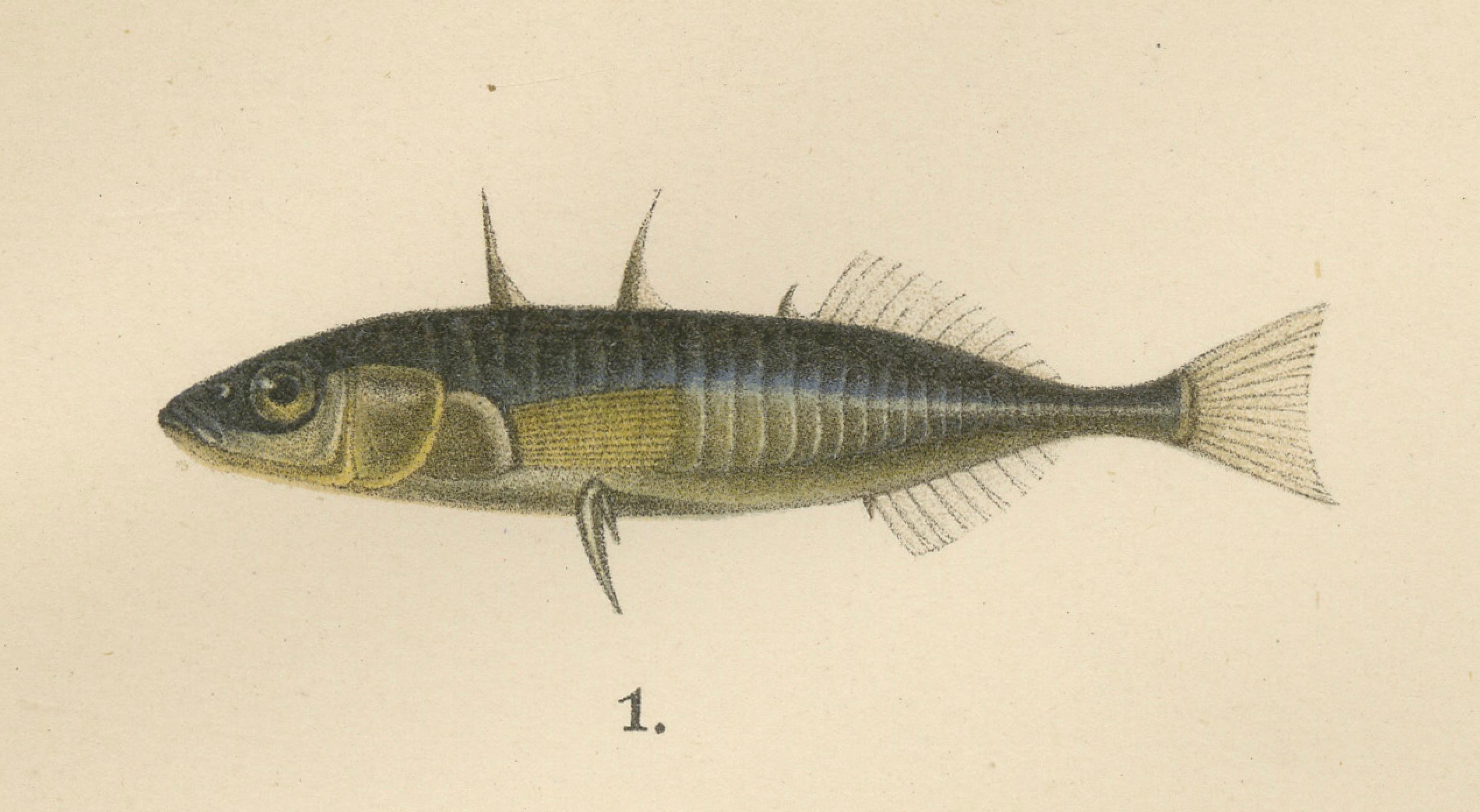 Sticklebacks and Pipefish – Anmutige und komplizierte skandinavische Fischlithographie mit Sticklebacks, 1895 im Angebot 1
