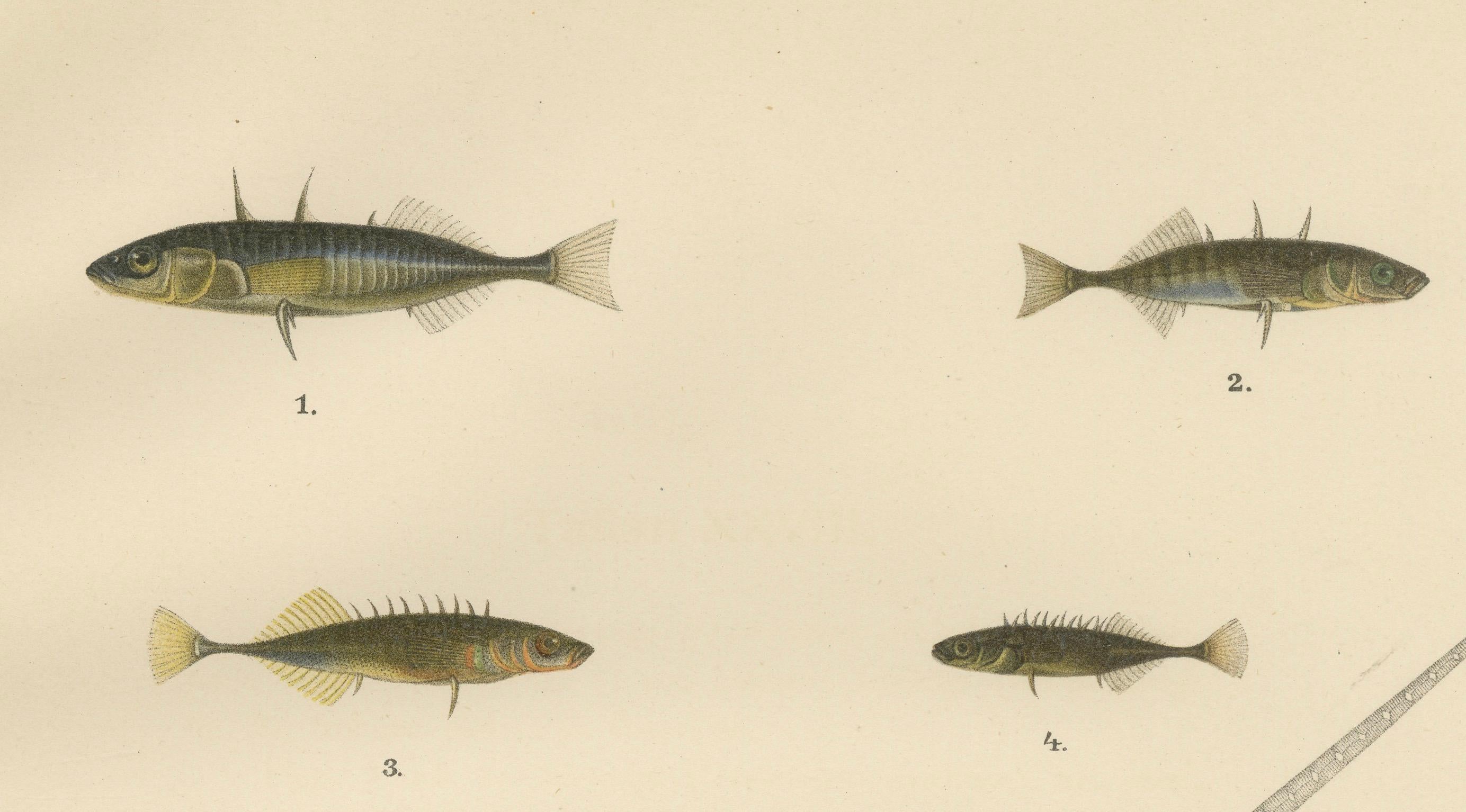 Sticklebacks and Pipefish – Anmutige und komplizierte skandinavische Fischlithographie mit Sticklebacks, 1895 im Angebot 2