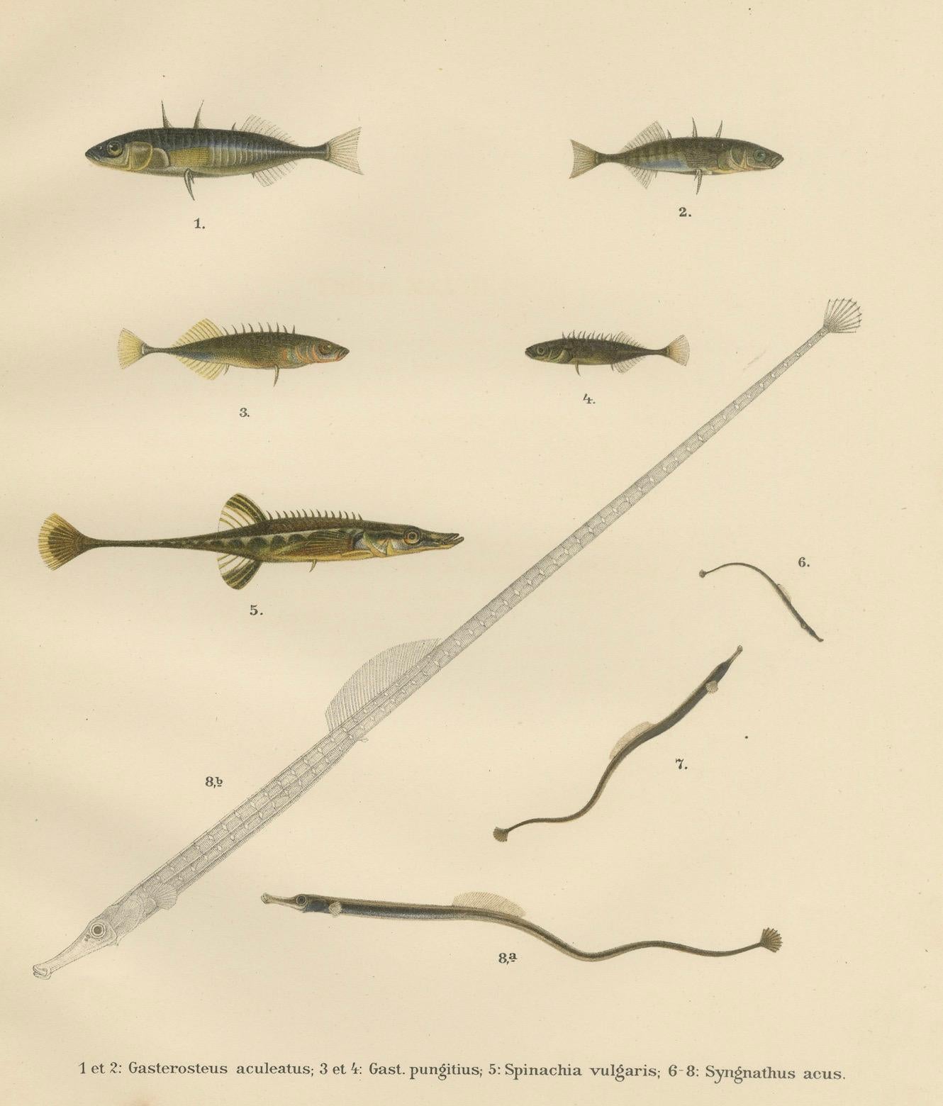 Sticklebacks and Pipefish – Anmutige und komplizierte skandinavische Fischlithographie mit Sticklebacks, 1895 im Angebot 3