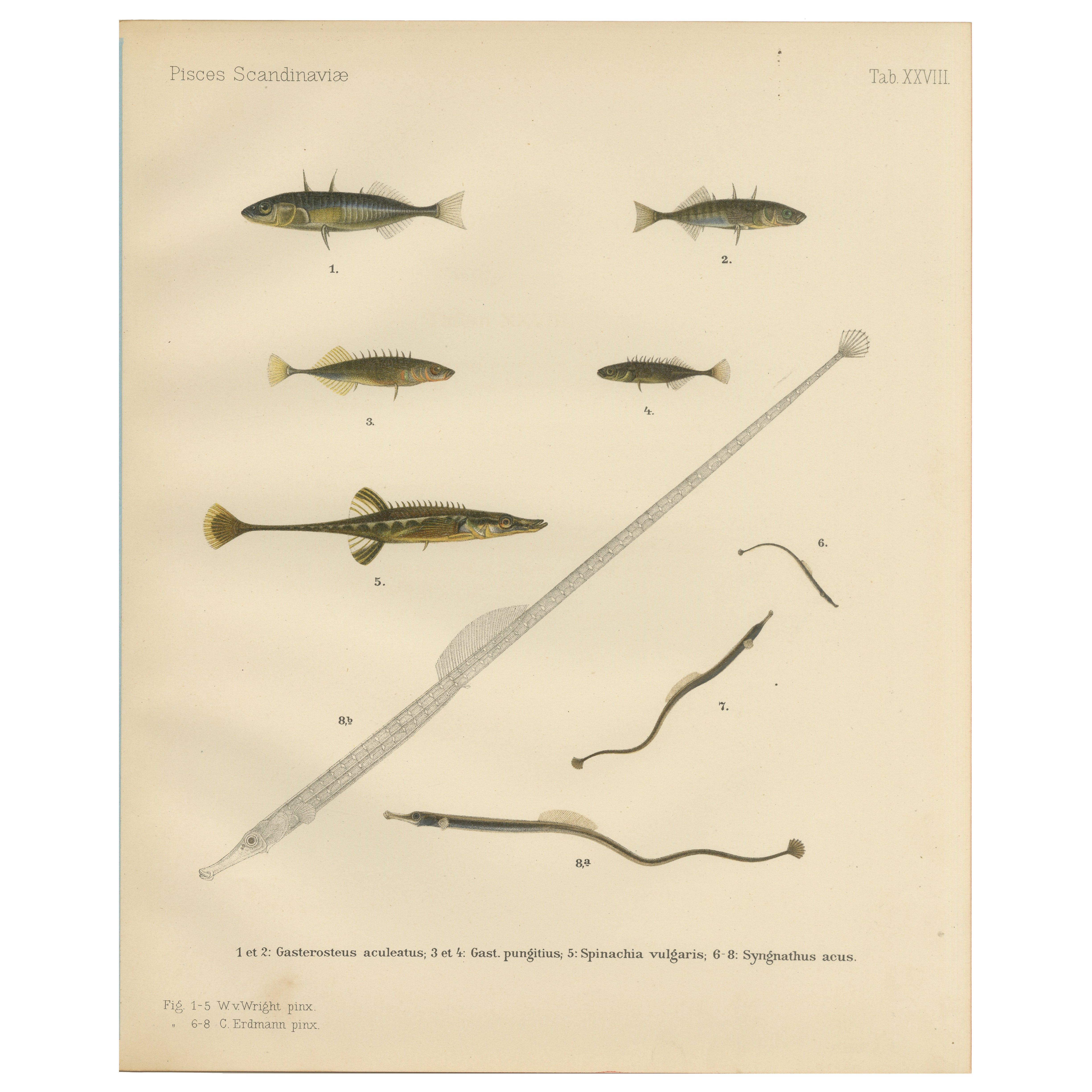 Sticklebacks and Pipefish - Graceful and Intricate Scandinavian Fish Litho, 1895 For Sale