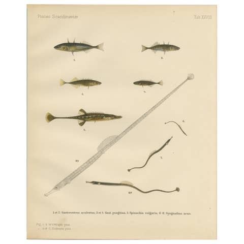 Sticklebacks and Pipefish - Graceful and Intricate Scandinavian Fish Litho, 1895
