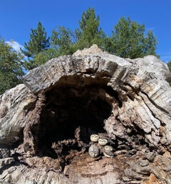 Stig Lindberg Gustavsberg Svezia Nidiata giovanile di gufi in ceramica in miniatura