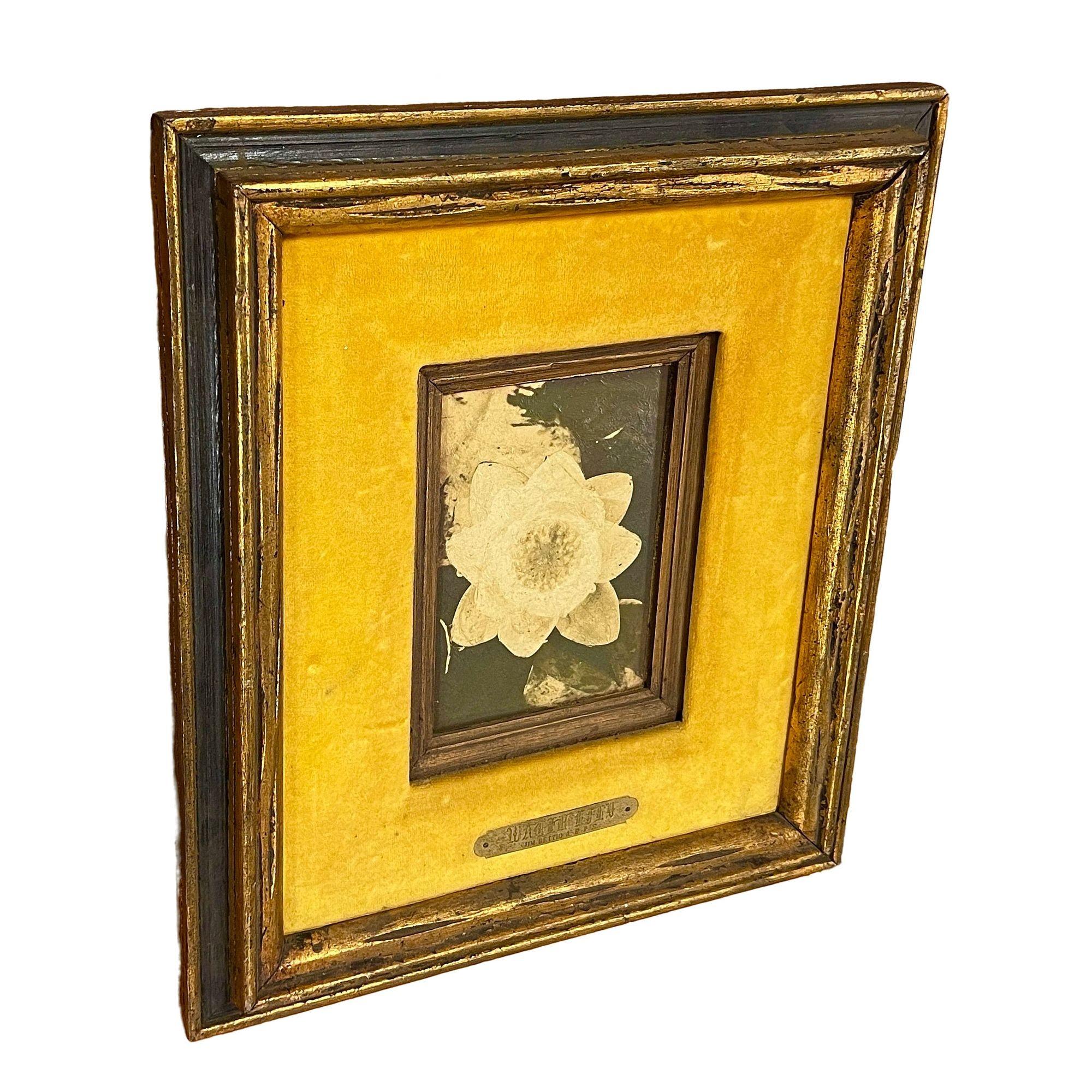Natura morta originale di una ninfea olio su tavola con cornice originale dipinta a mano da A. James Pasqual Bettio. Presenta una targhetta in ottone con il titolo dell'opera 