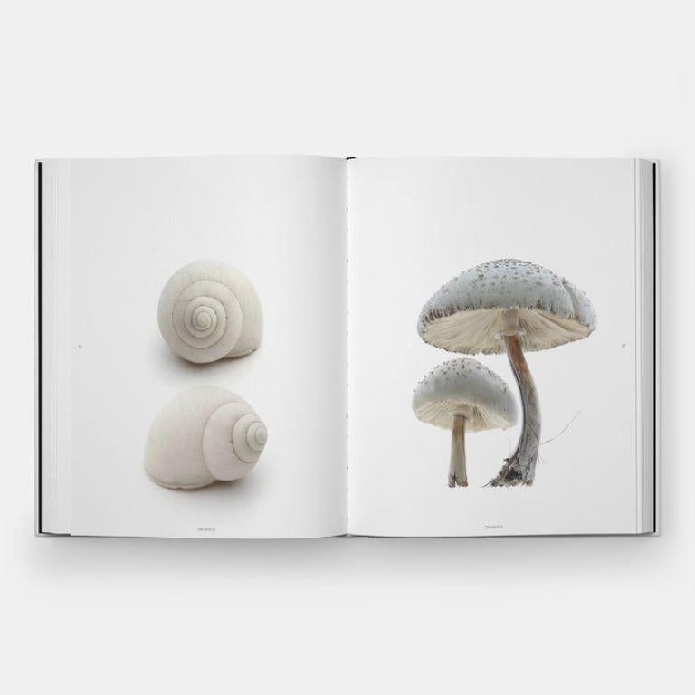 XXIe siècle et contemporain STILL : The Art of Noticing en vente