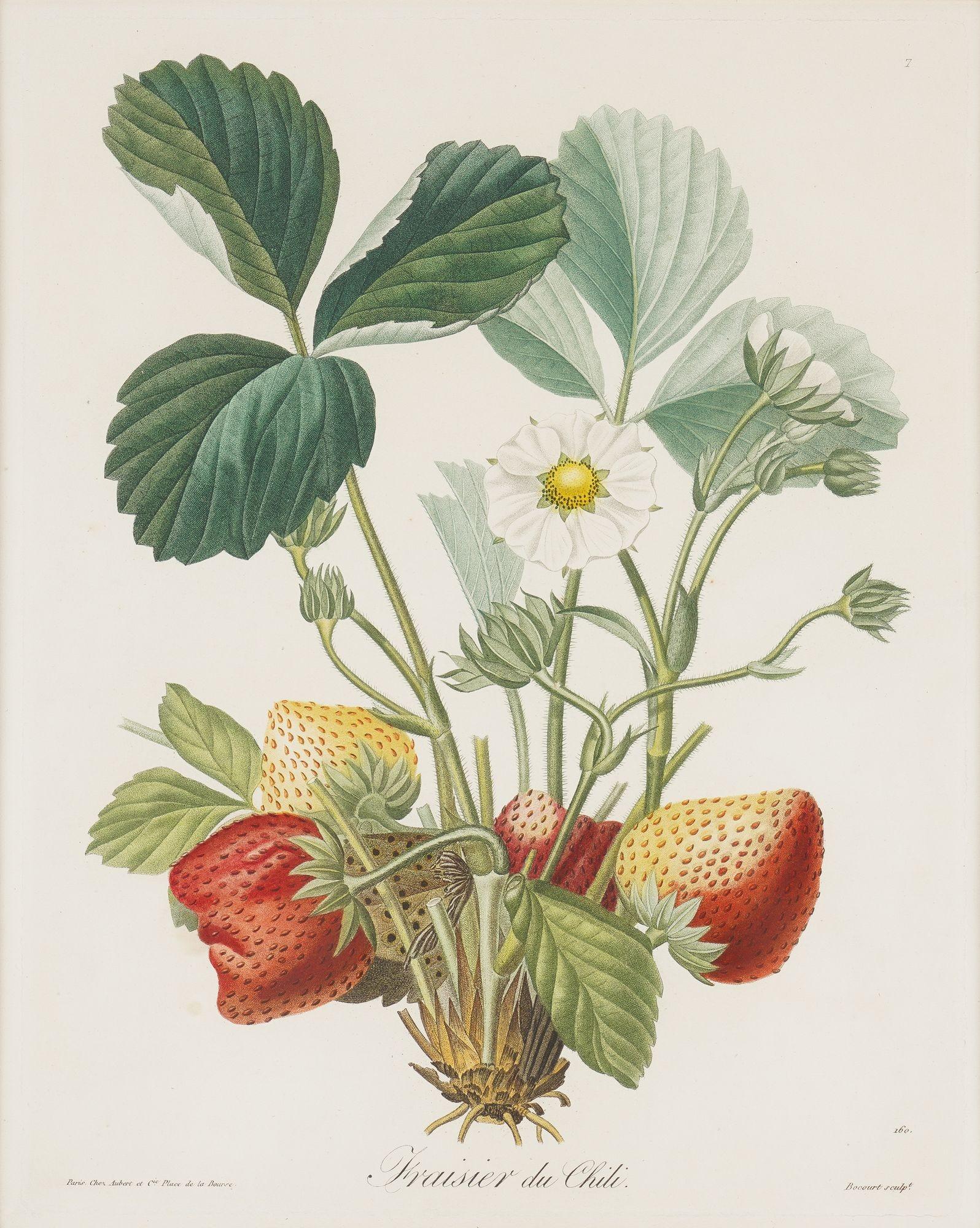 Gravure au pointillé d'un spécimen botanique de fraisier par Pierre-Joseph Redouté (1759-1840), intitulée 