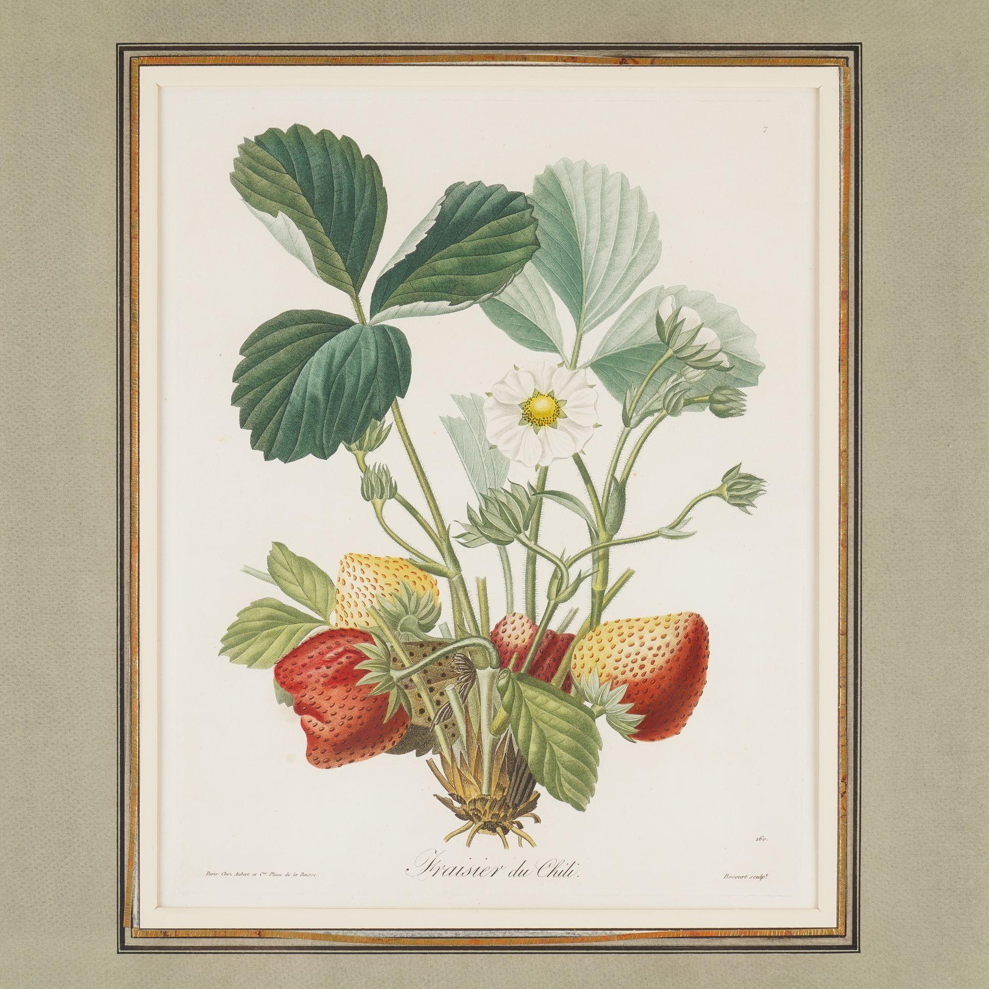 French Stippled engraving of a strawberry plant by Pierre-Joseph Redouté, 1810