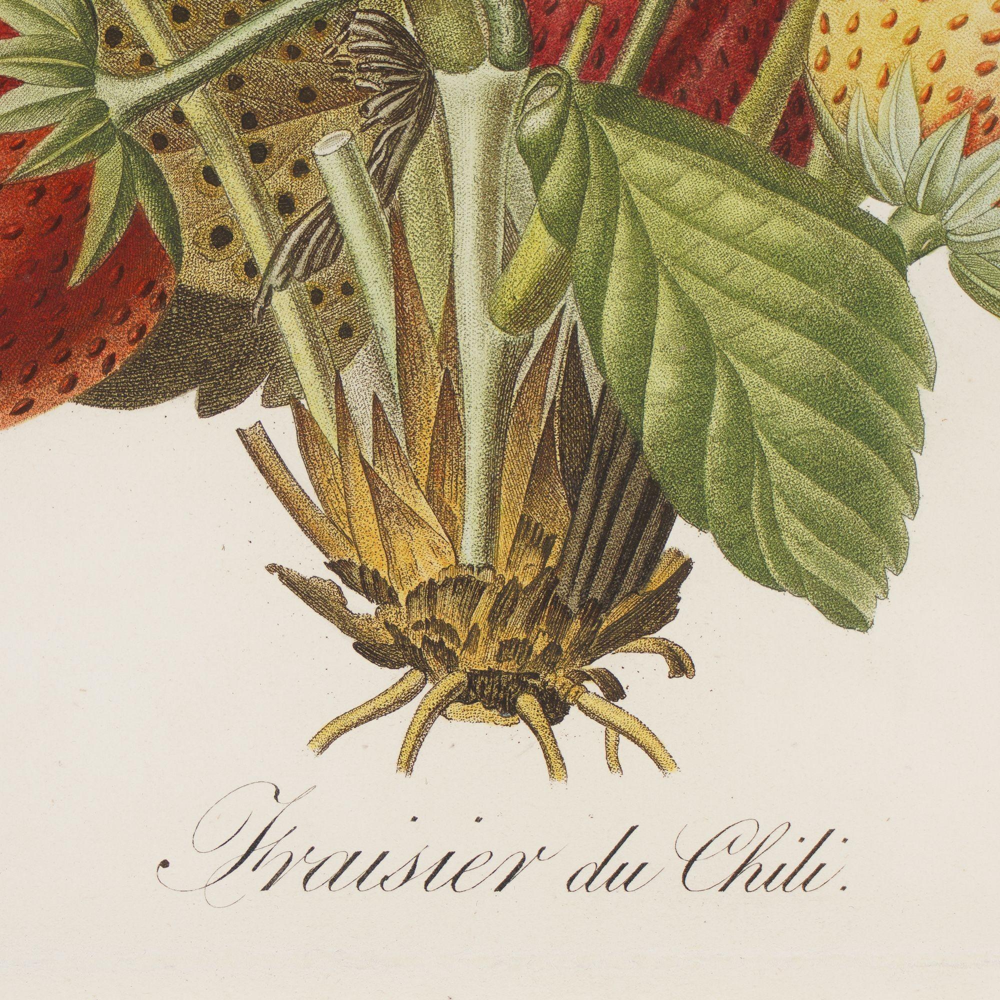 Gravure au poinçon d'un fraisier par Pierre-Joseph Redouté, 1810 Bon état à Kenilworth, IL