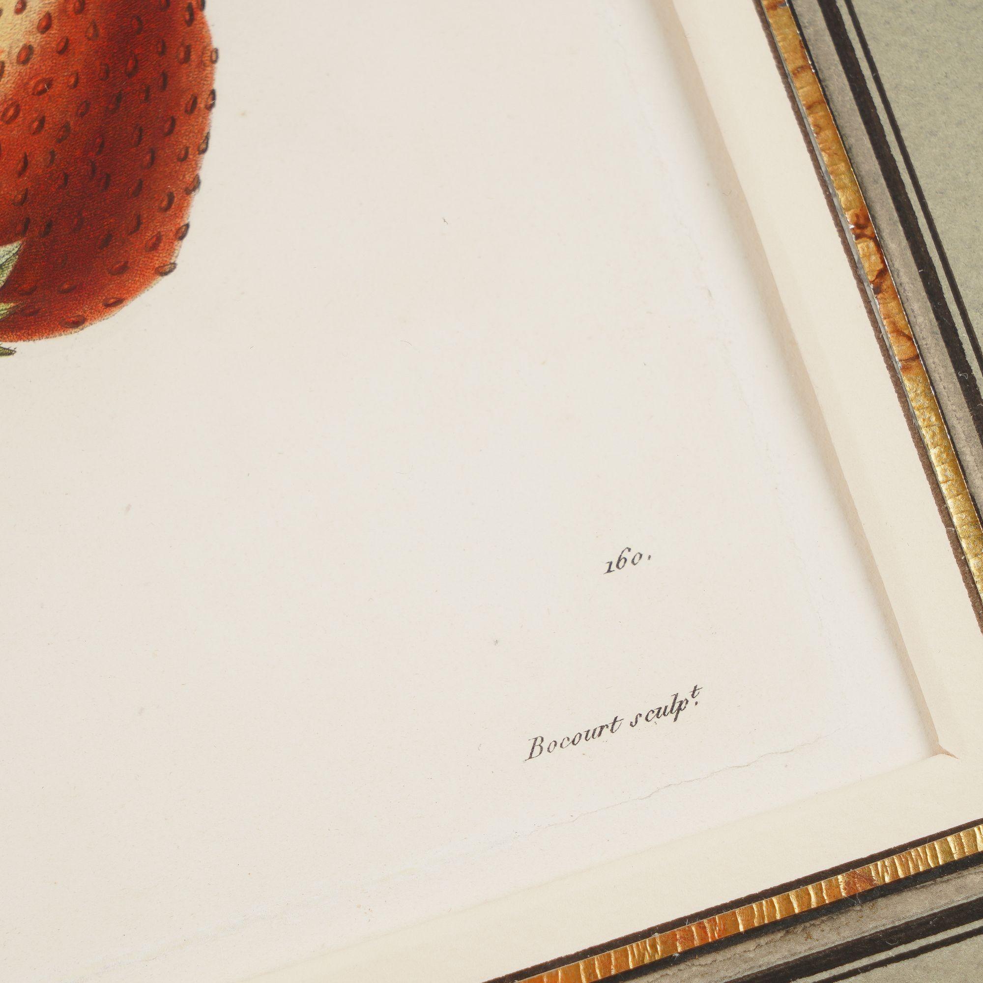 Papier Gravure au poinçon d'un fraisier par Pierre-Joseph Redouté, 1810