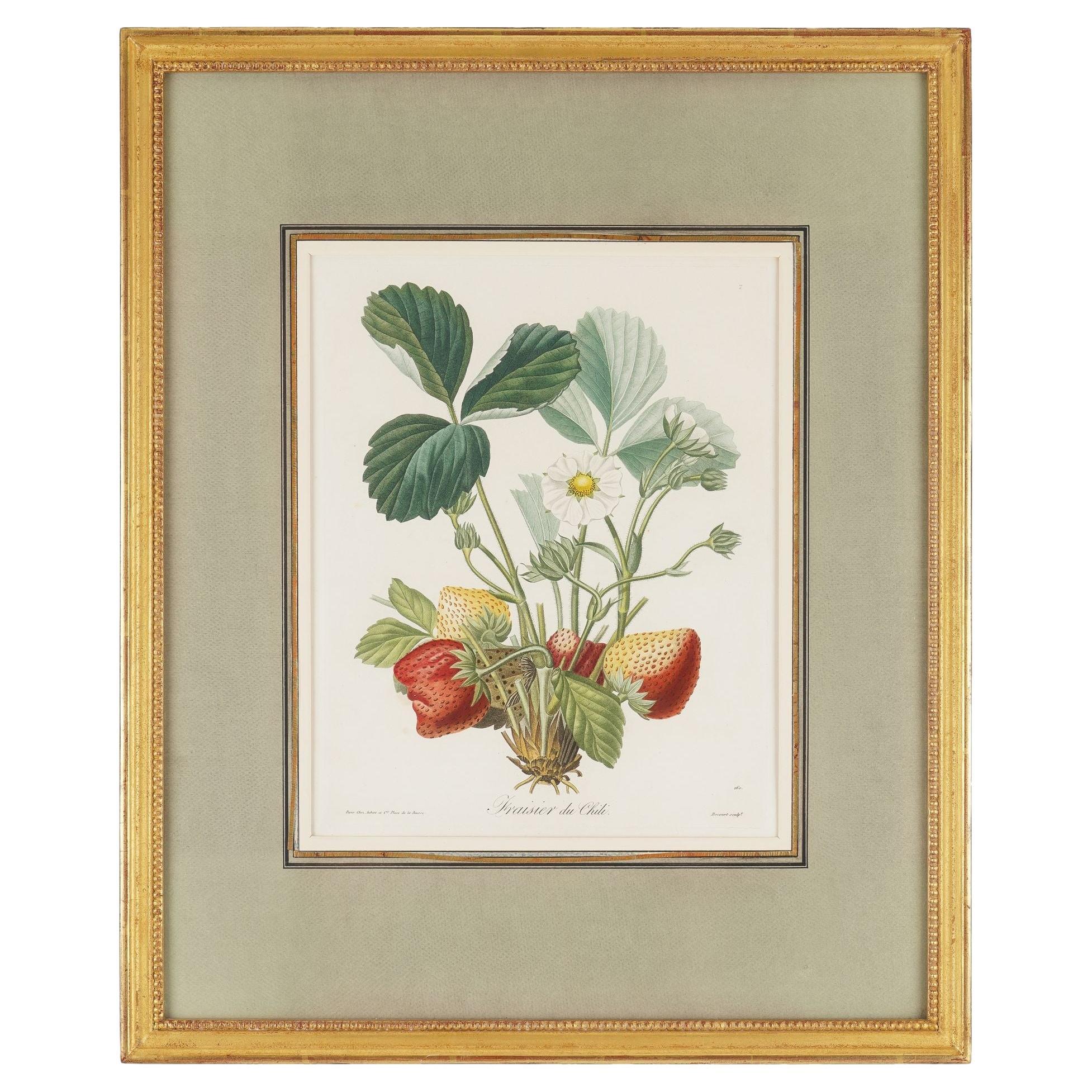 Gravure au poinçon d'un fraisier par Pierre-Joseph Redouté, 1810