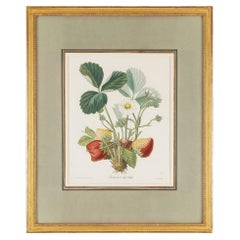 Stippled engraving of a strawberry plant by Pierre-Joseph Redouté, 1810