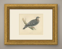 Stock Dove Perched on a Forked Bough, Antique Bird Print, Morris, 1896
