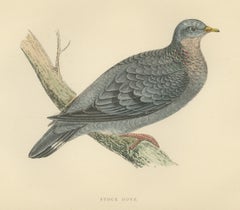 Stock Dove Perched on a Forked Bough, Antique Bird Print, Morris, 1896