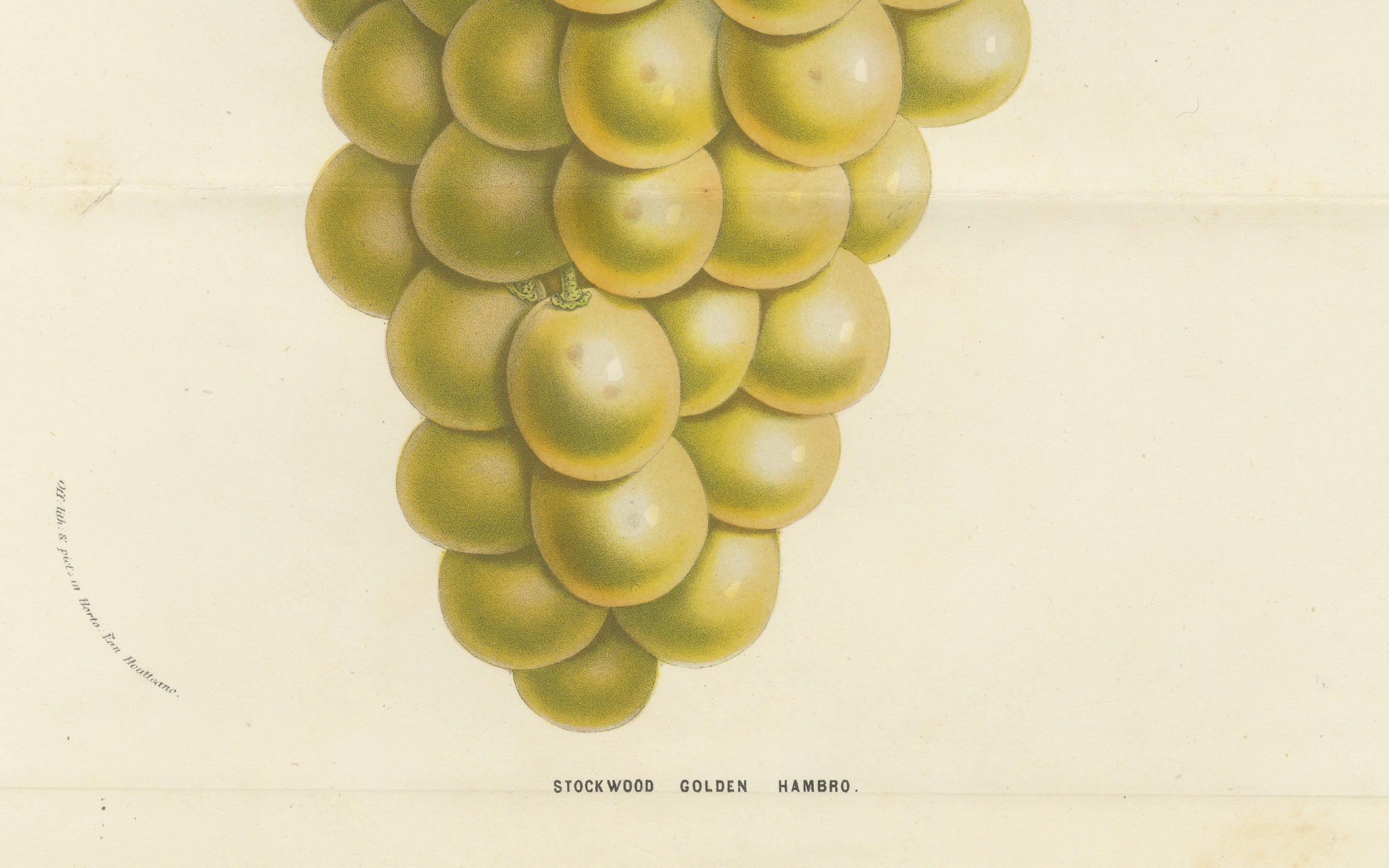 Questa litografia colorata a mano mostra un grappolo d'uva Stockwood Golden Hambro, una varietà nota per i suoi frutti dorati e grossi. La stampa fa parte del *Flore des Serres et des Jardins de l'Europe* di Louis van Houtte, pubblicato tra il 1854