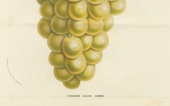 Stockwood Golden Hambro Grapes: Hand-Colored Lithograph by Louis van Houtte
