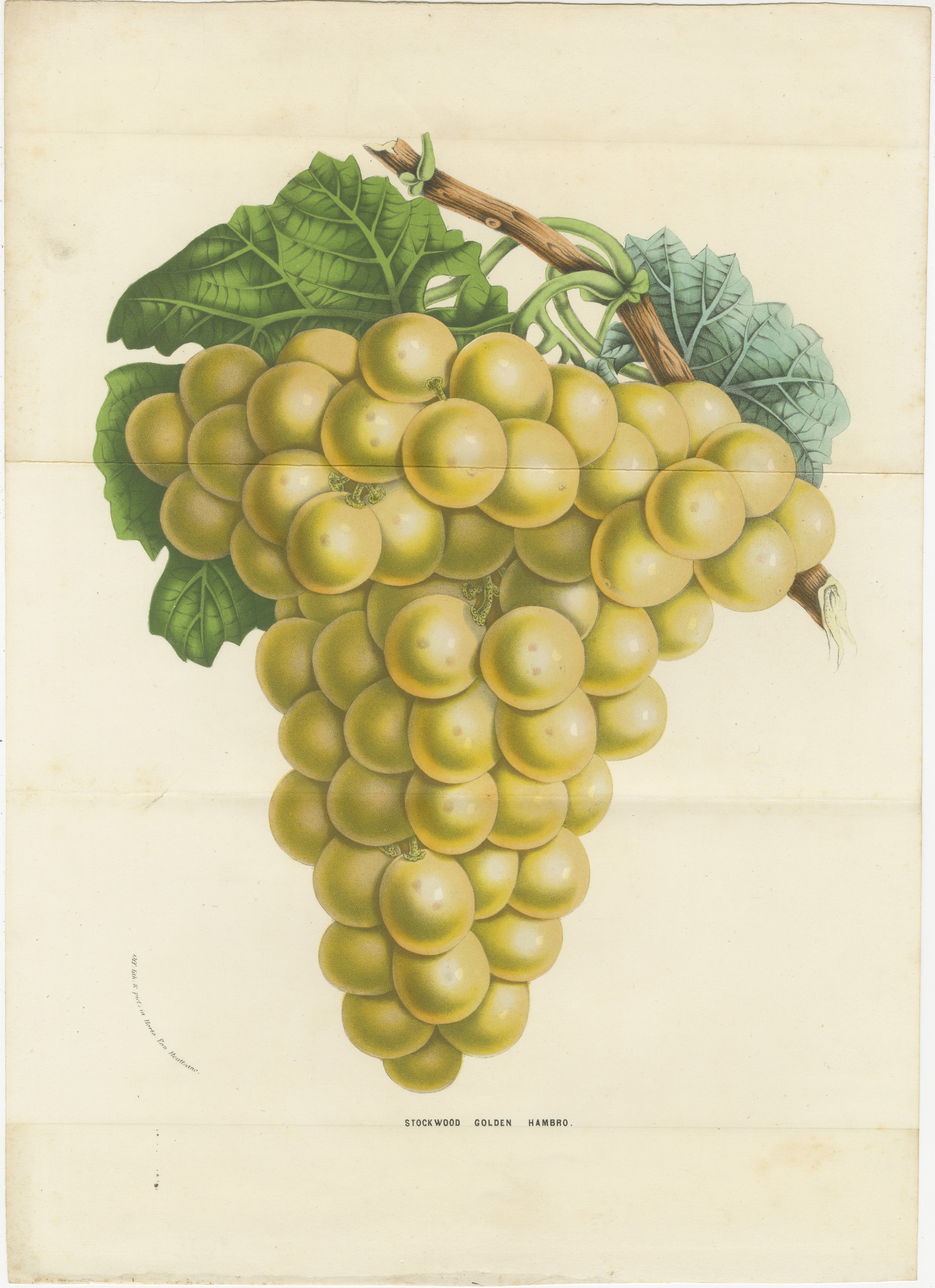 Uva Stockwood Golden Hambro: litografia colorata a mano di Louis van Houtte In condizioni buone in vendita a Langweer, NL