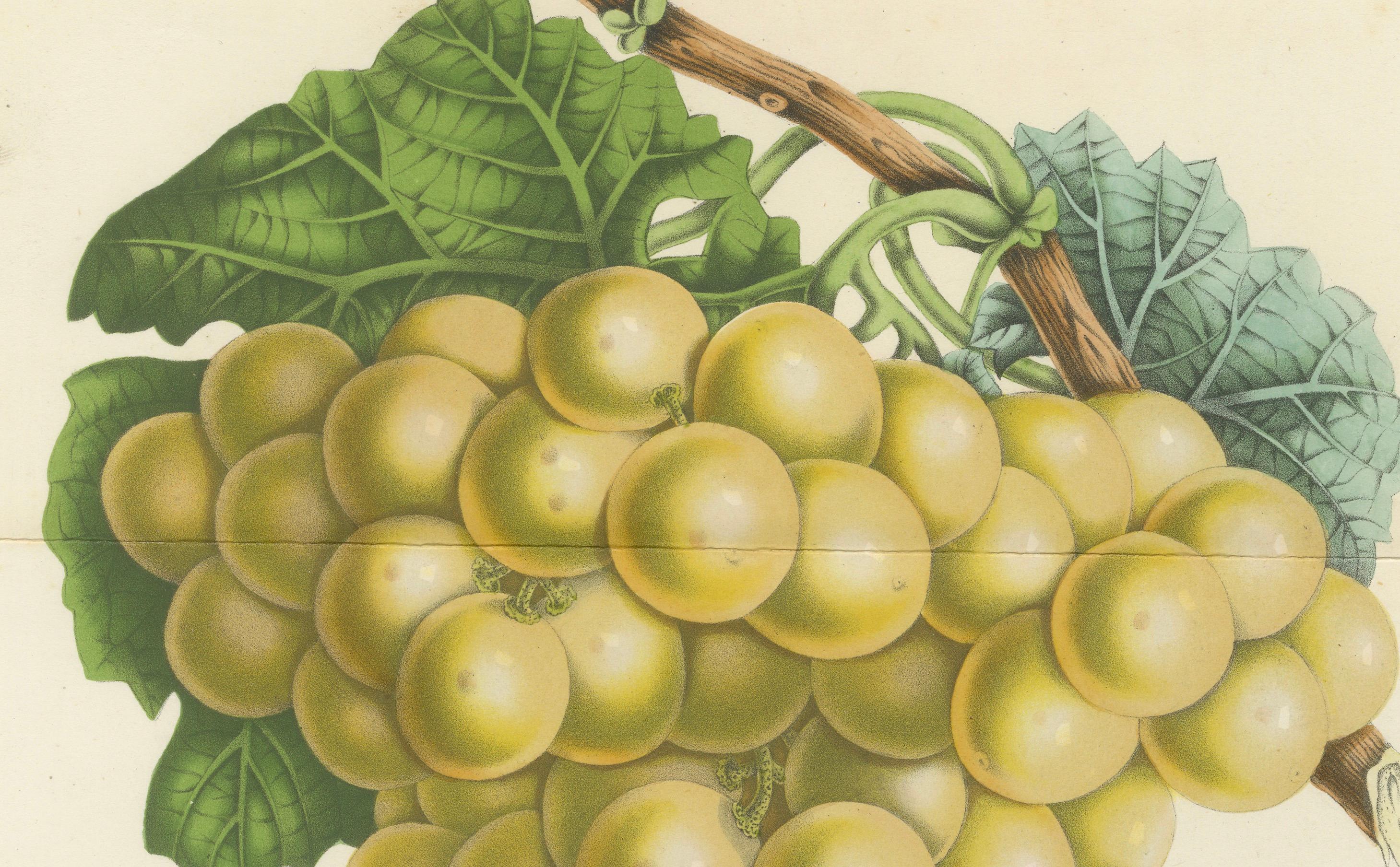 Metà XIX secolo Uva Stockwood Golden Hambro: litografia colorata a mano di Louis van Houtte in vendita