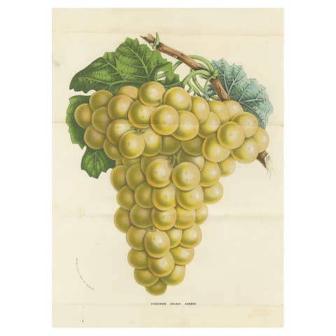 Stockwood Golden Hambro Grapes: Hand-Colored Lithograph by Louis van Houtte