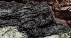 "Steinlöwe", Limitierte Auflage, Abstrakte Fotografie von Marko Milić