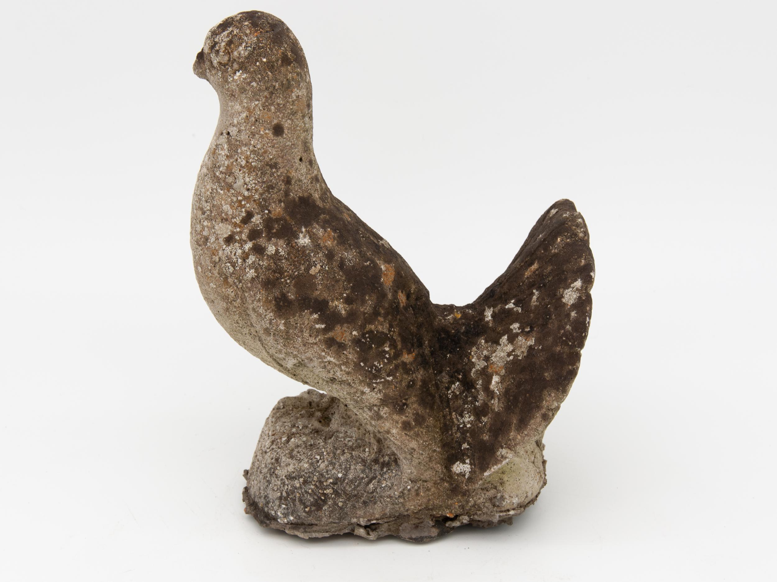 British Stone Pigeon