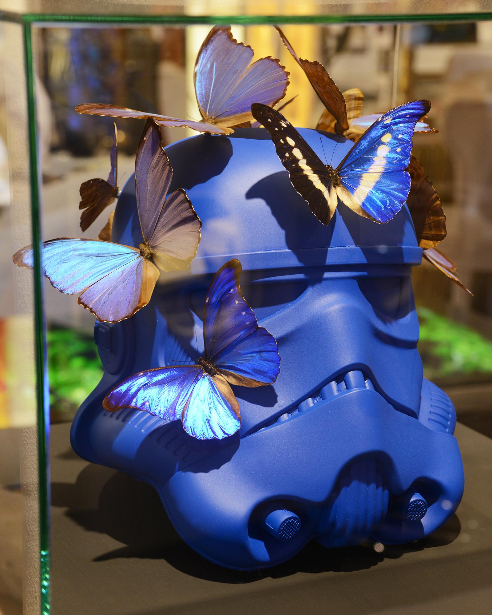 papillon empaille