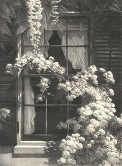 Cottage Window, Greenport, New York / Climbing Floers on shuttered window