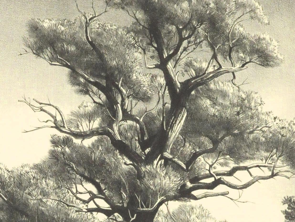 Old Willow - Print by Stow Wengenroth
