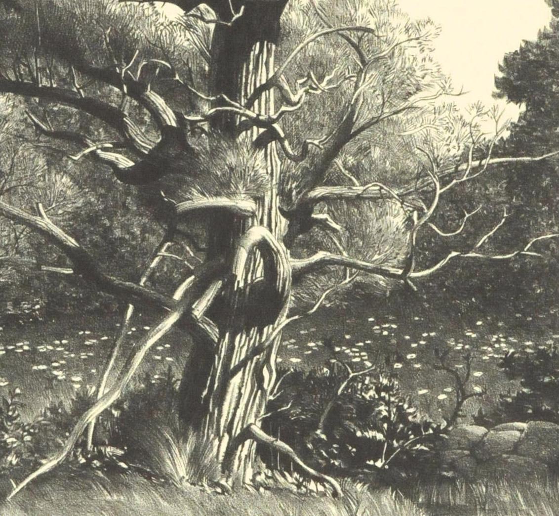 Old Willow - American Realist Print by Stow Wengenroth