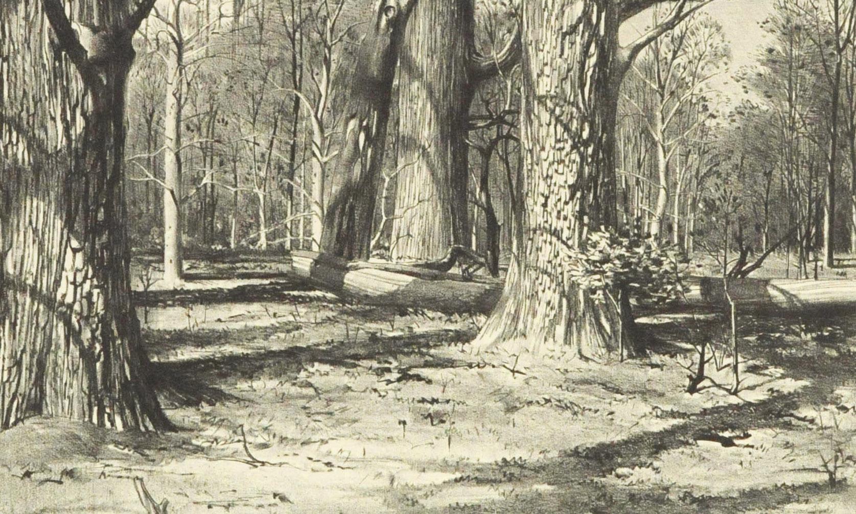 Woodland (New Hope, Pennsylvania) - American Realist Print by Stow Wengenroth