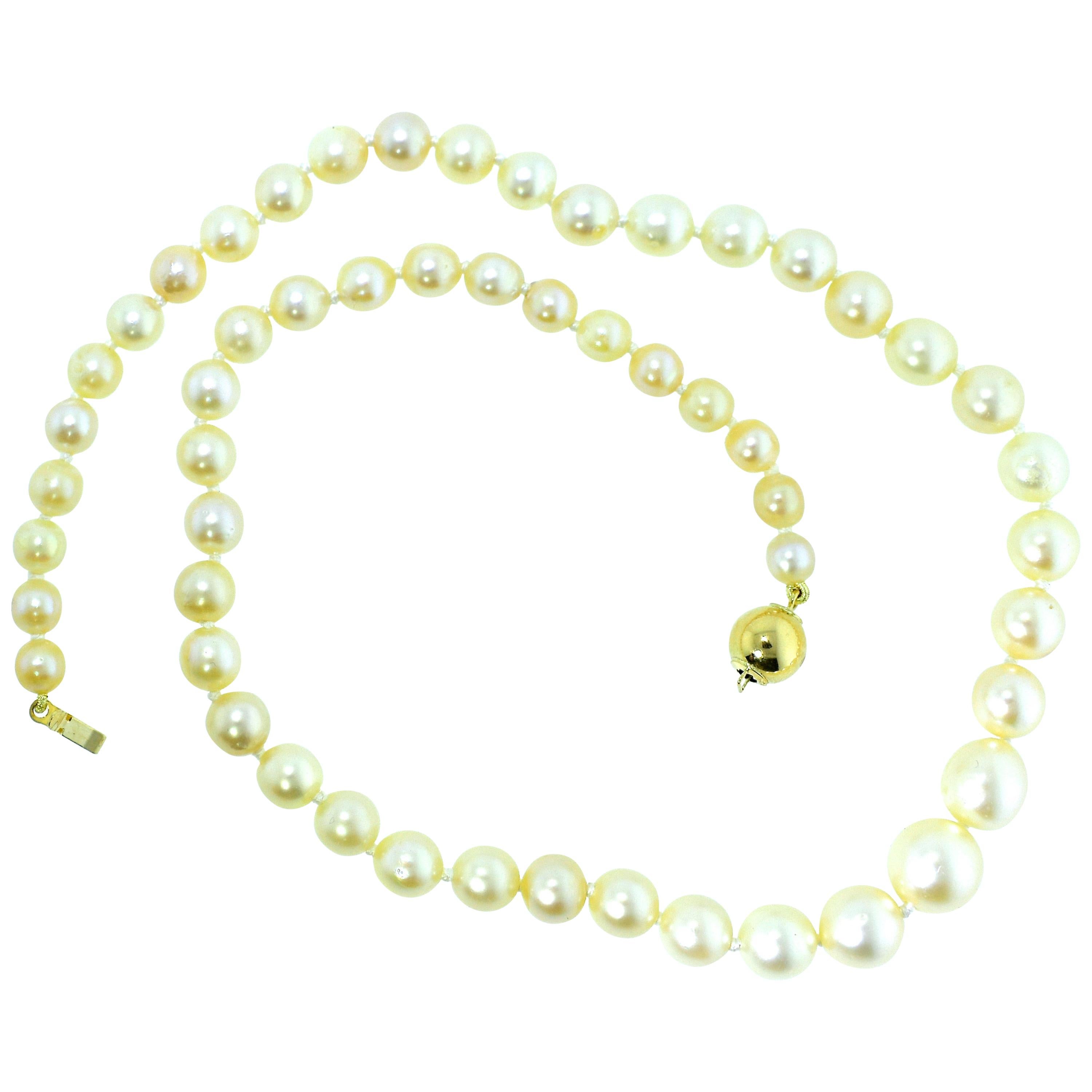 Fine strand of cultured pearls, 16 inches long, finished with a yellow gold clasp.  The 54 matching salt water, round pearls with fine luster, range in size from 5.25 mm. up to 9.37 mm.  These fine  pearls are recently strung and has been knotted