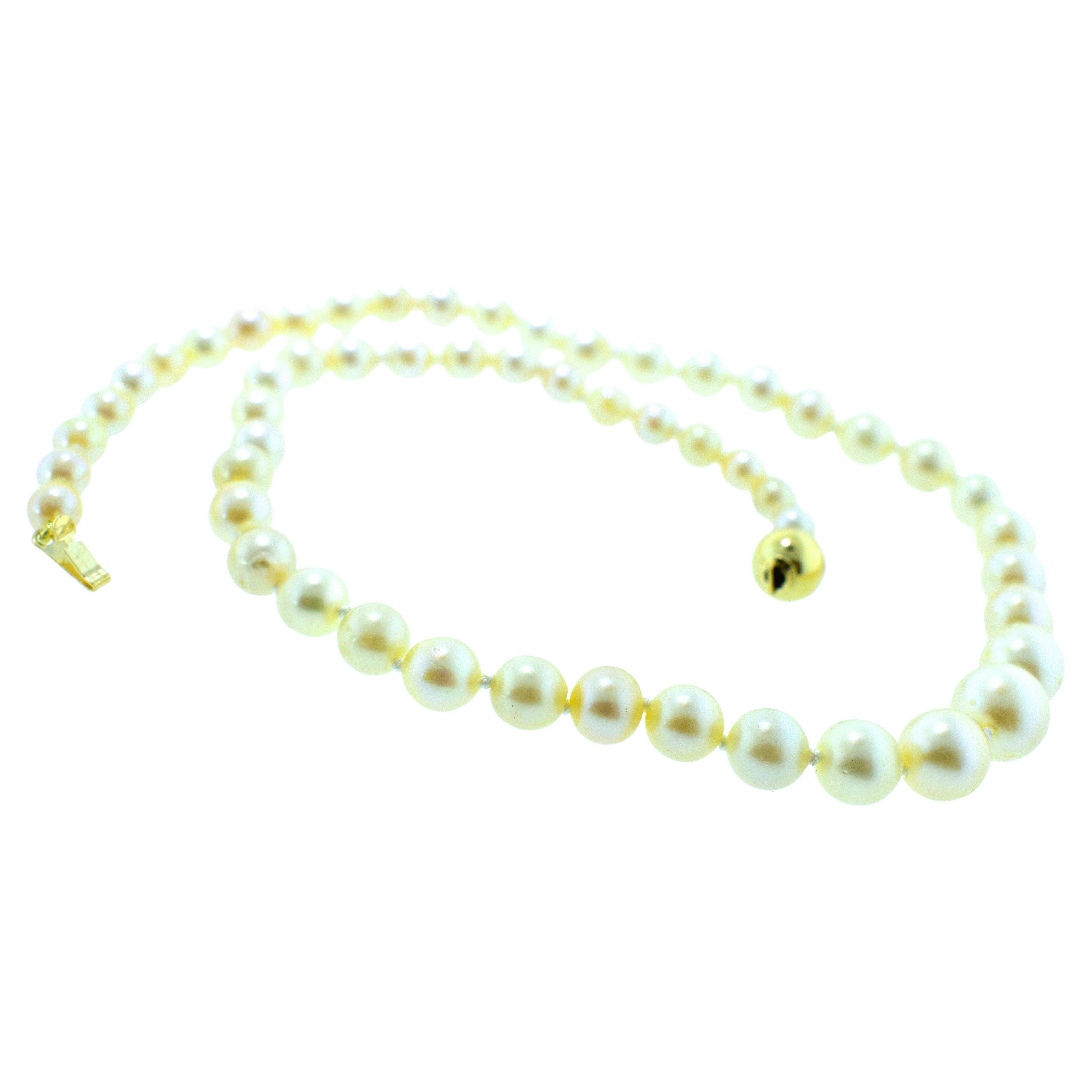 Strand of Fine Cultured Japanese Pearls with a Gold Clasp For Sale