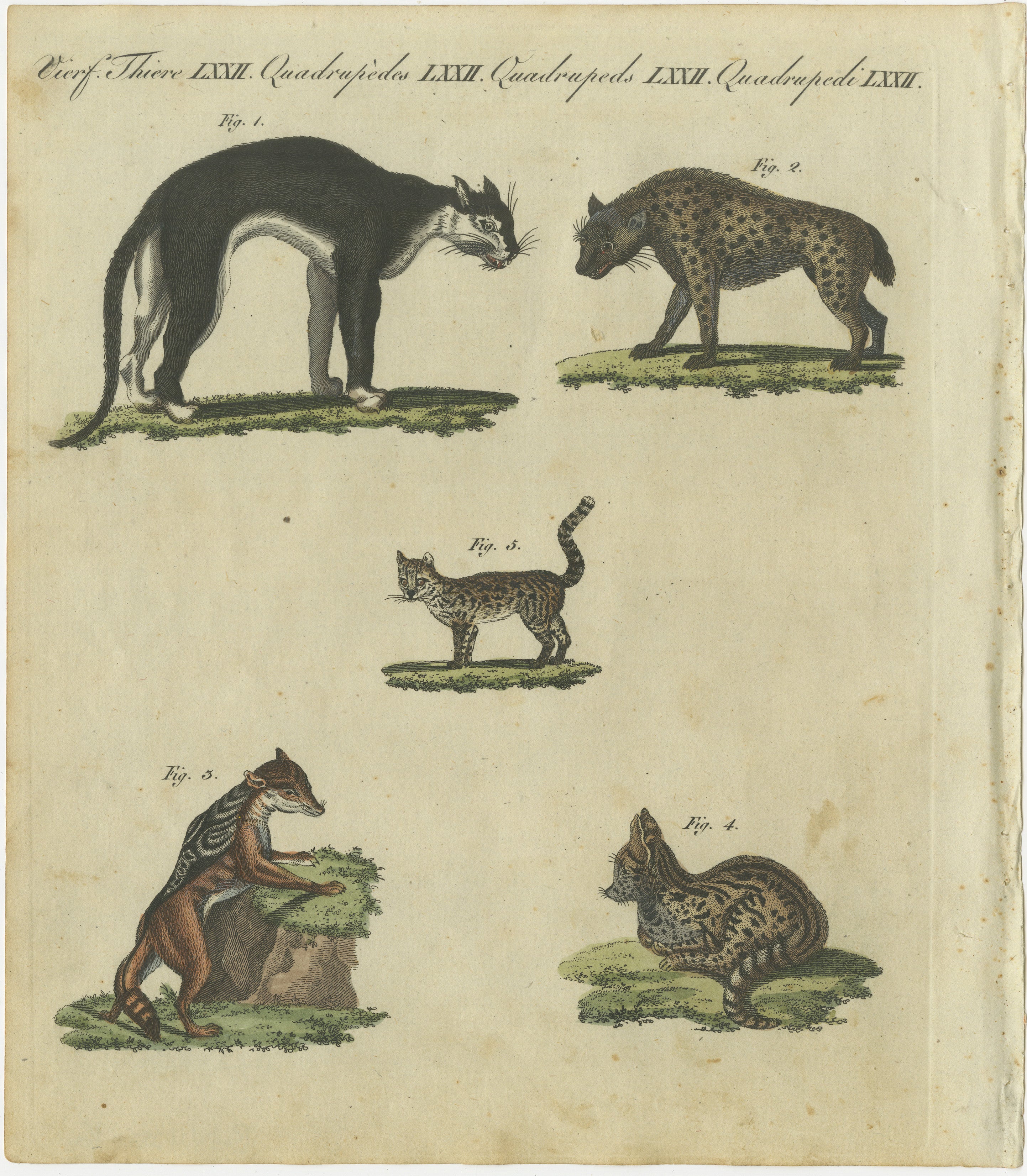 Auffälliger handkolorierter Kupferstich von 1805 von Wildkatzen und Raubsäugetieren aus Bertuch  

Beschreibung:  Dieser bemerkenswerte handkolorierte Stich aus Friedrich Justin Bertuchs 1805 veröffentlichter *Porte-Feuille des Enfants*
