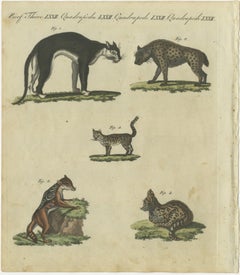Striking 1805 Hand-Colored Engraving of Wild Cats and Predatory Mammals
