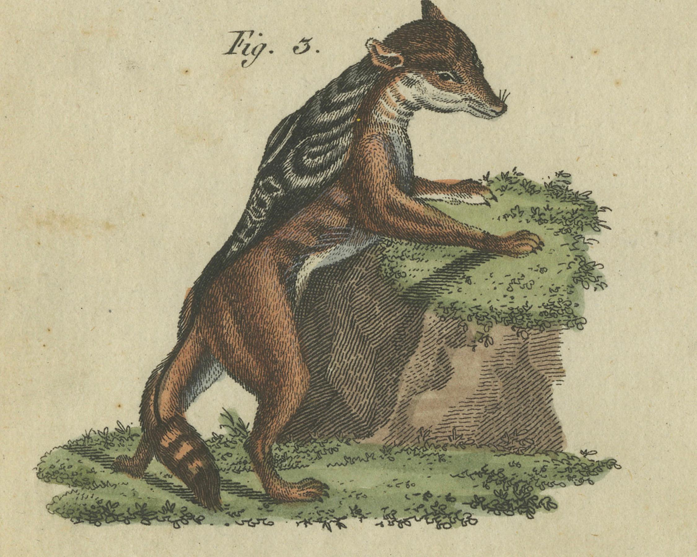 Auffälliger handkolorierter Kupferstich von 1805 mit Wildkatzen und Raubsäugetieren (Graviert) im Angebot