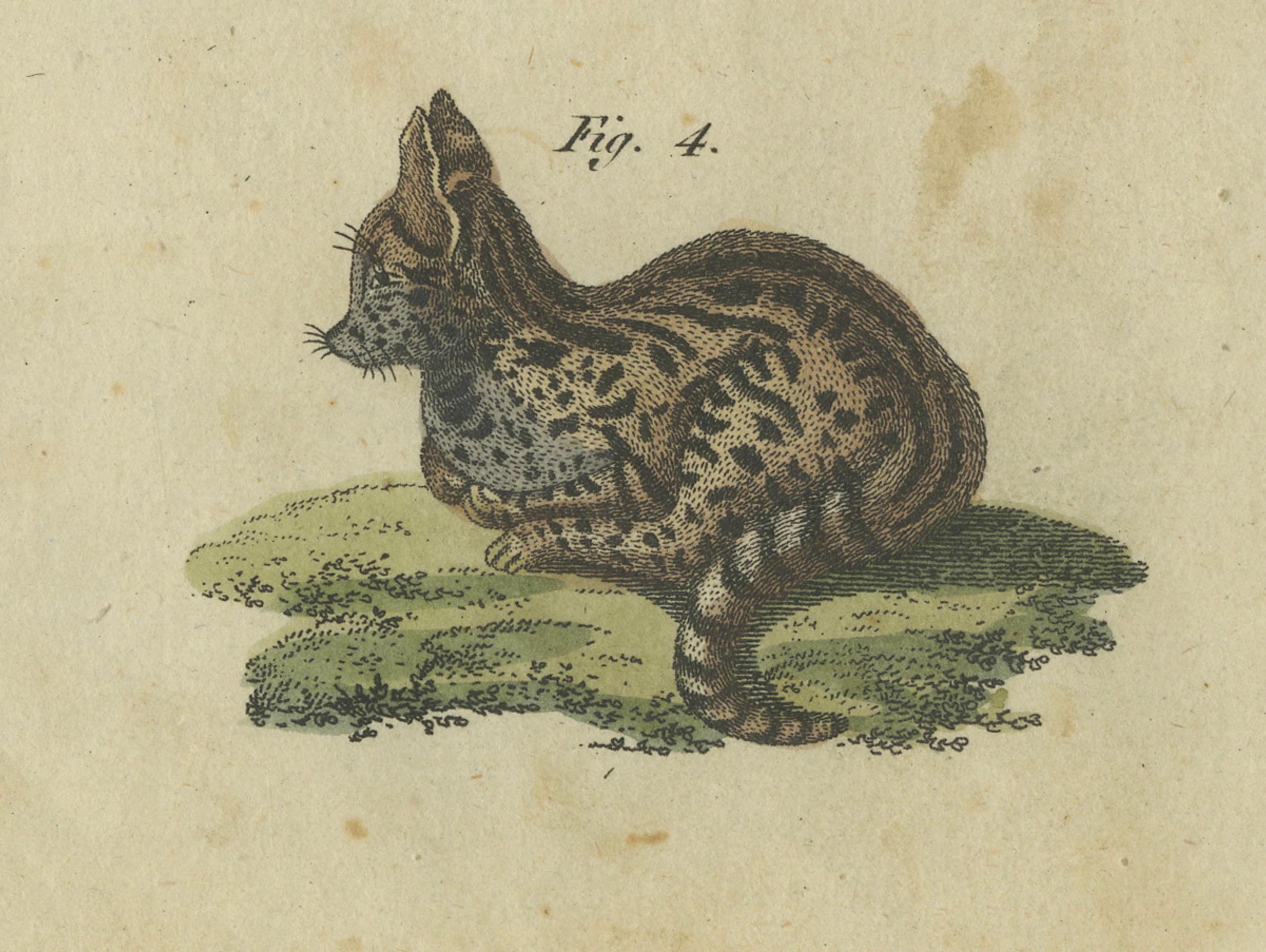 Auffälliger handkolorierter Kupferstich von 1805 mit Wildkatzen und Raubsäugetieren im Zustand „Gut“ im Angebot in Langweer, NL