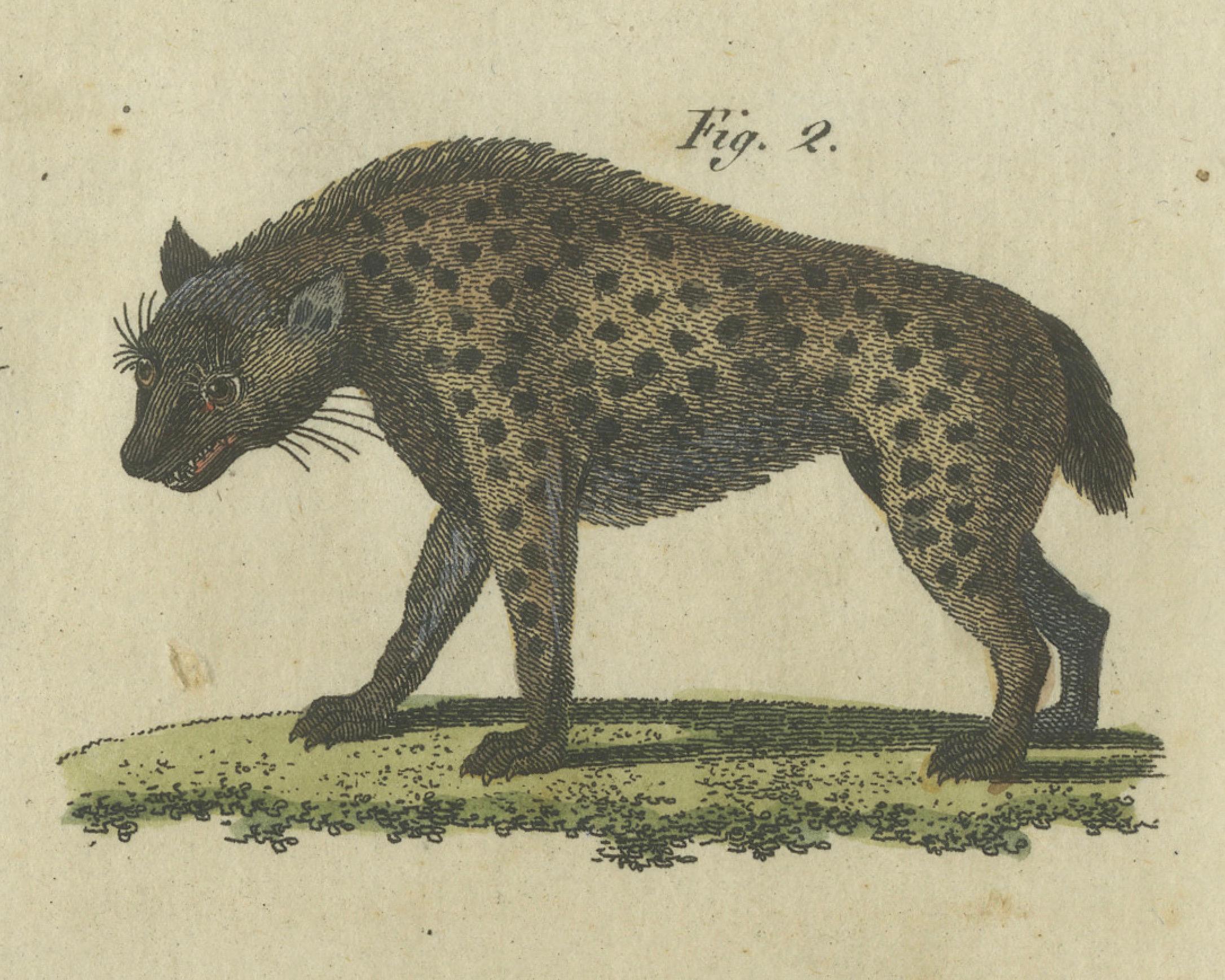 Auffälliger handkolorierter Kupferstich von 1805 mit Wildkatzen und Raubsäugetieren (Frühes 19. Jahrhundert) im Angebot